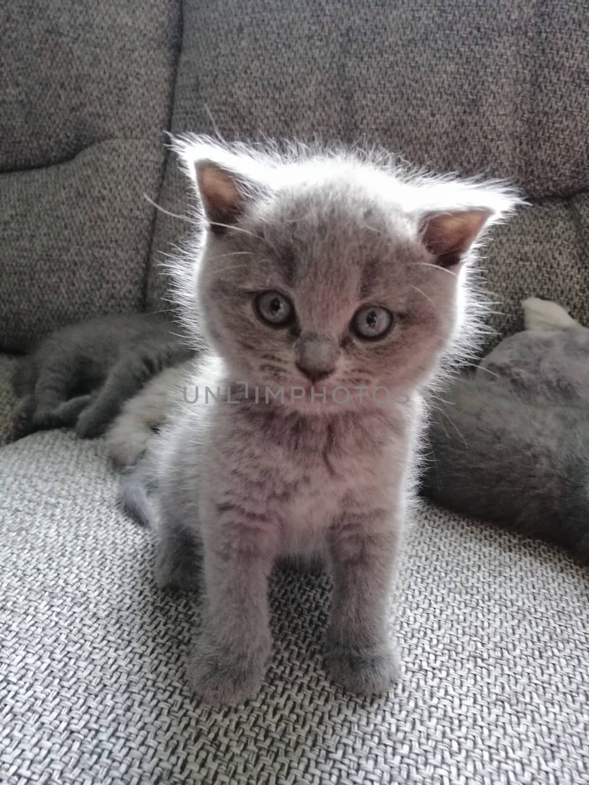 beautiful gray kitten is standing on the sofa and looking up to the camera by Lenkapenka