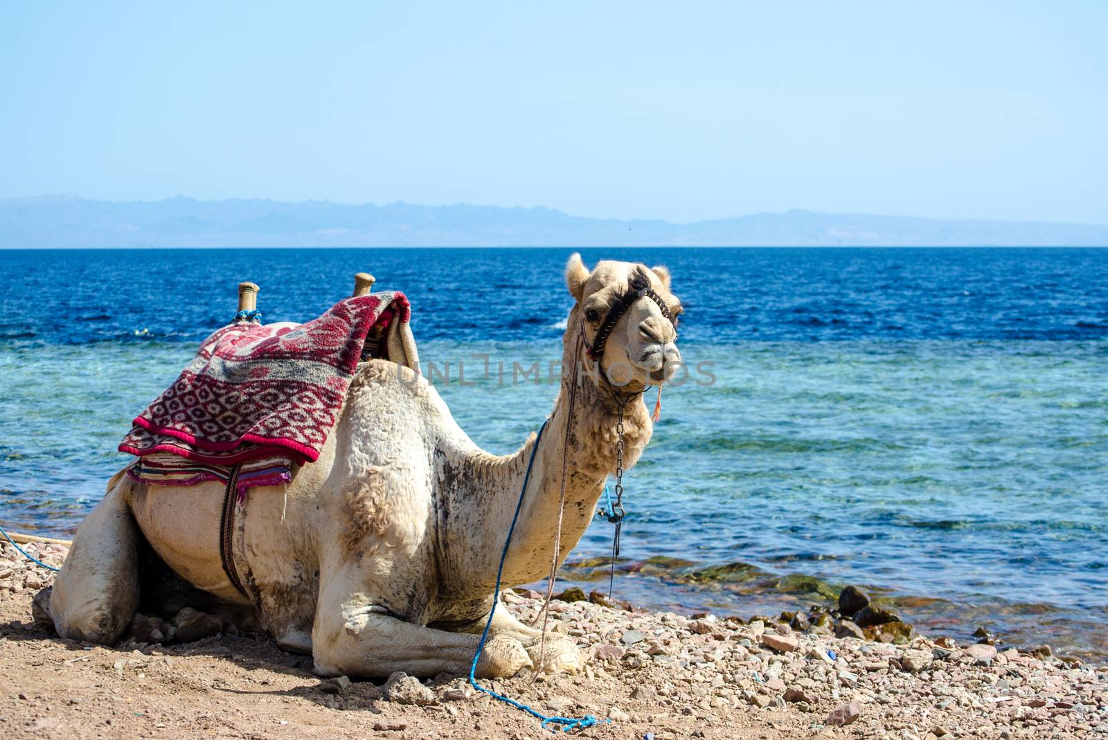 portrait of camel close up  on coast of sea in Egypt Dahab South Sinai