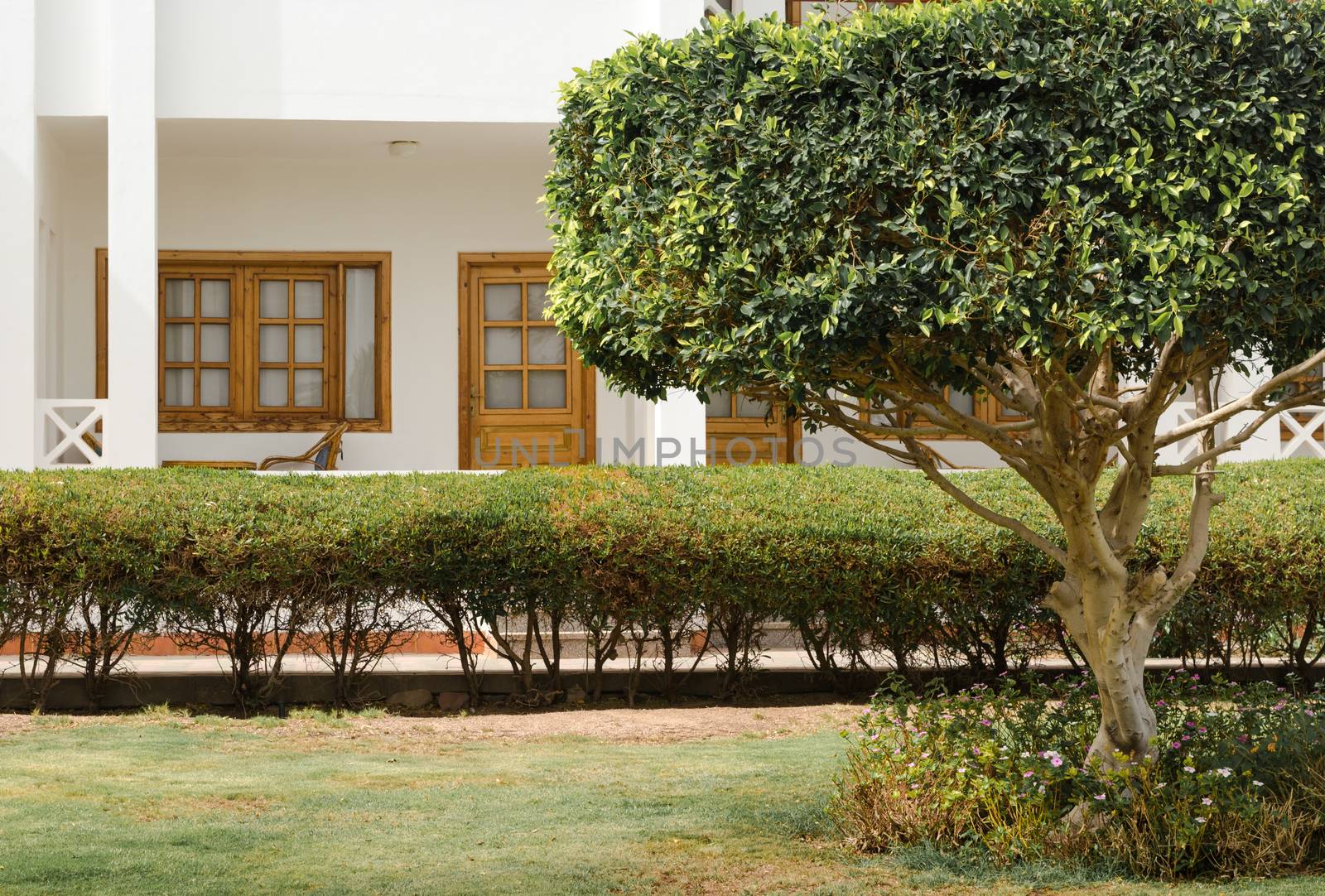 tree with green leaves on the background of bushes and resort house