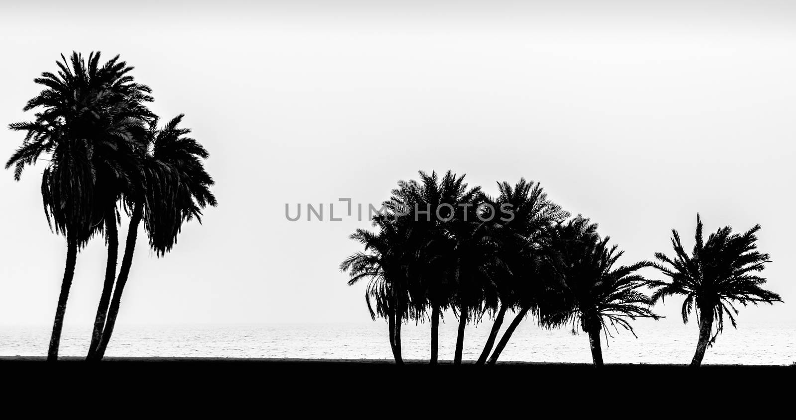 silhouette of palm trees on the Red Sea in Egypt