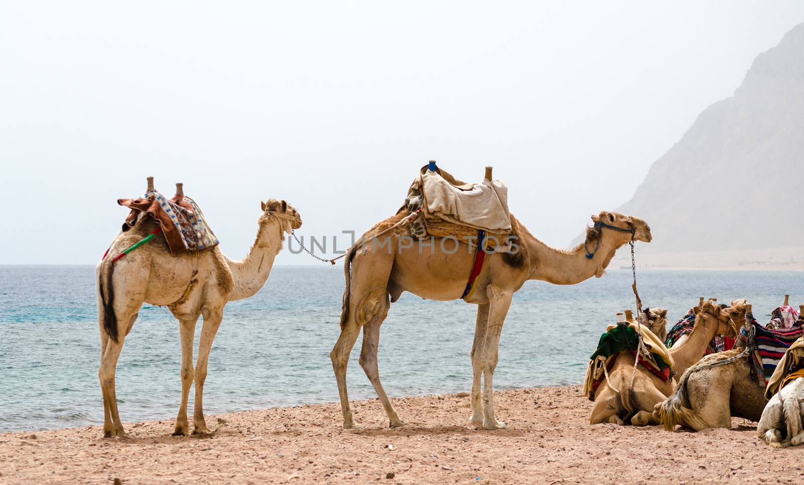 caravan lying camels in Egypt Dahab South Sinai