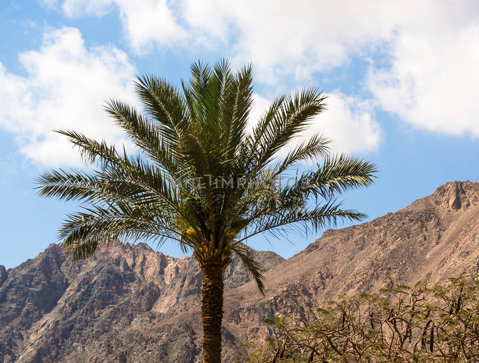 one palm tree on a background of mountains and blue sky with white clouds