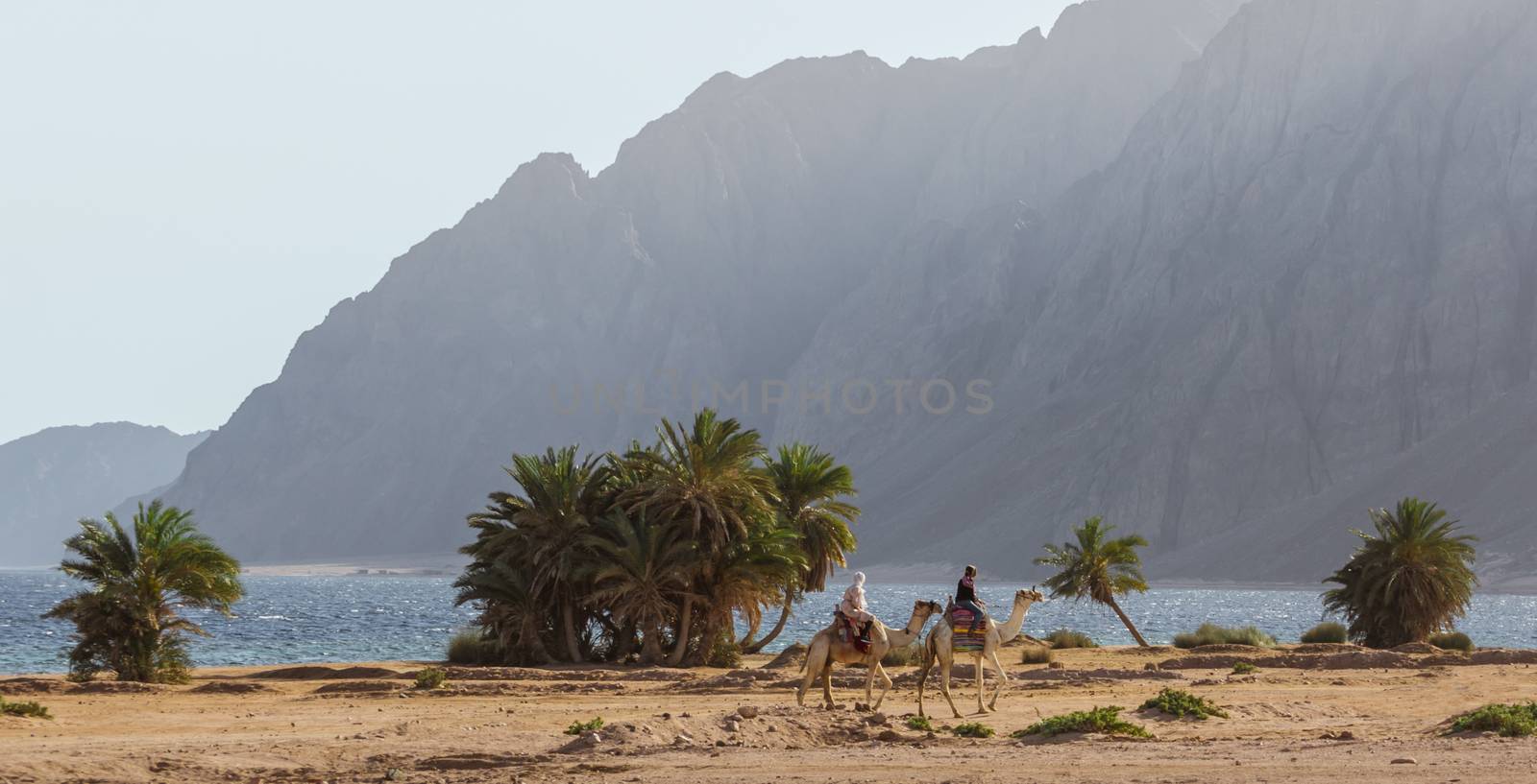 two Egyptian girls riding camels ride along the coast of the Red Sea in Egypt