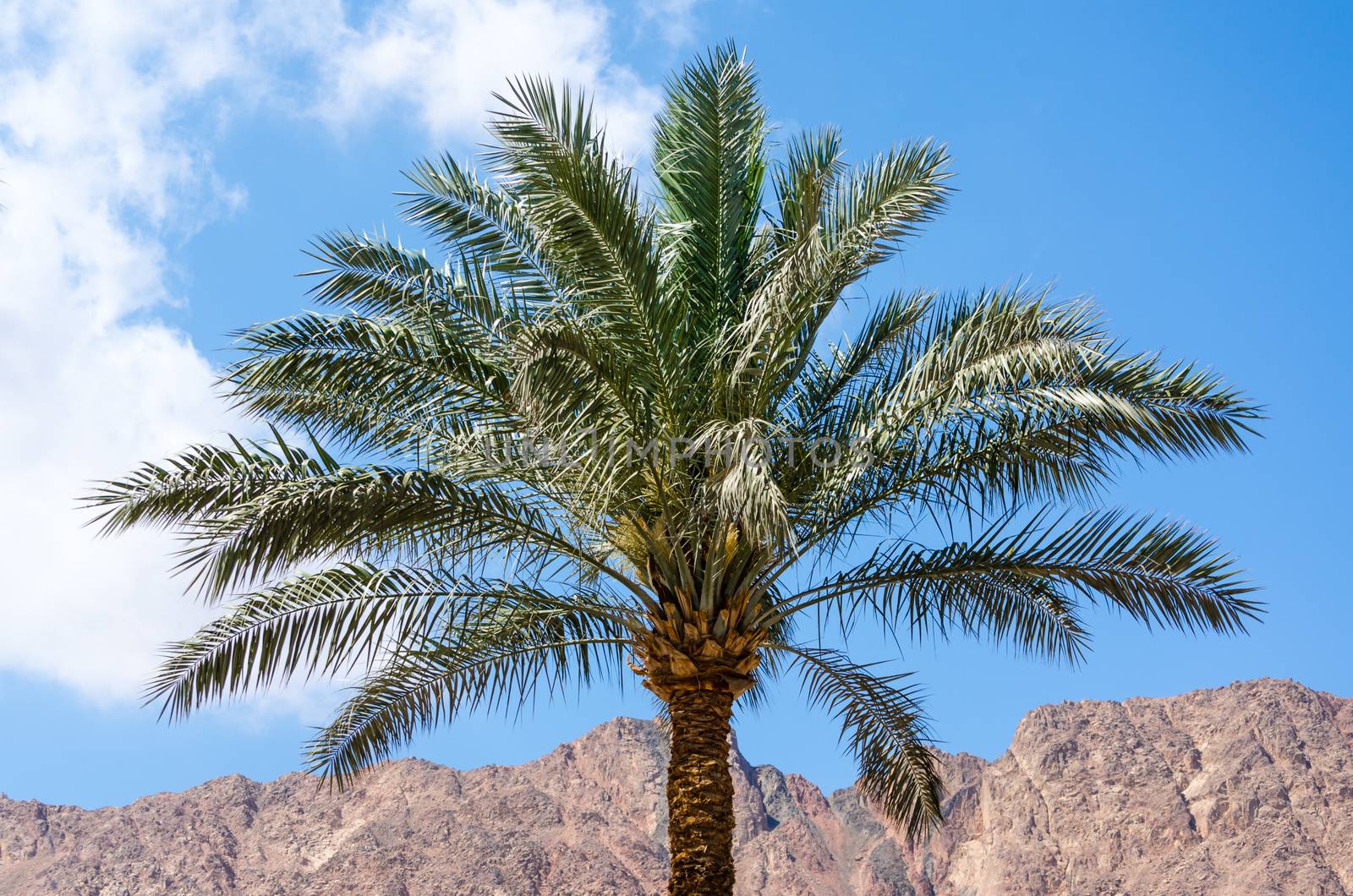 one palm tree on a background of mountains and blue sky with white clouds