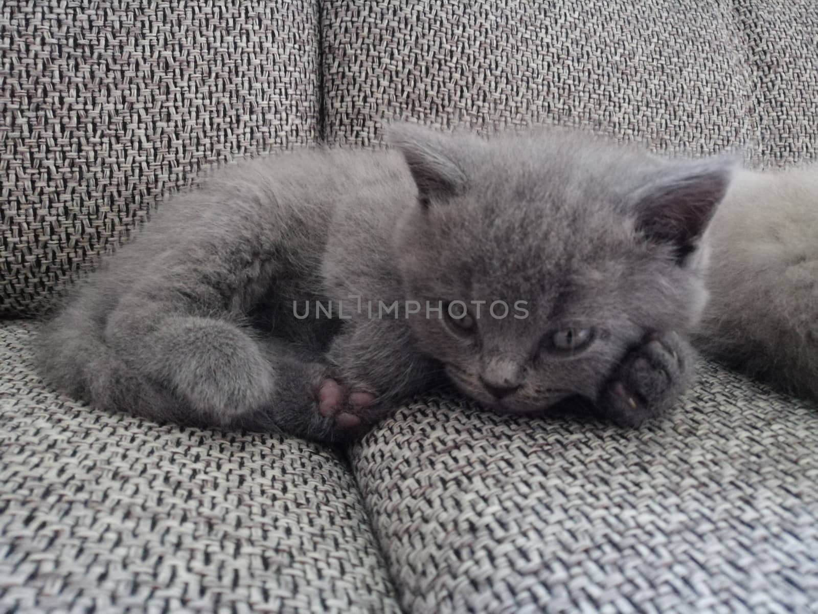 beautiful gray kitten lies on the sofa and looks at the camera. by Lenkapenka