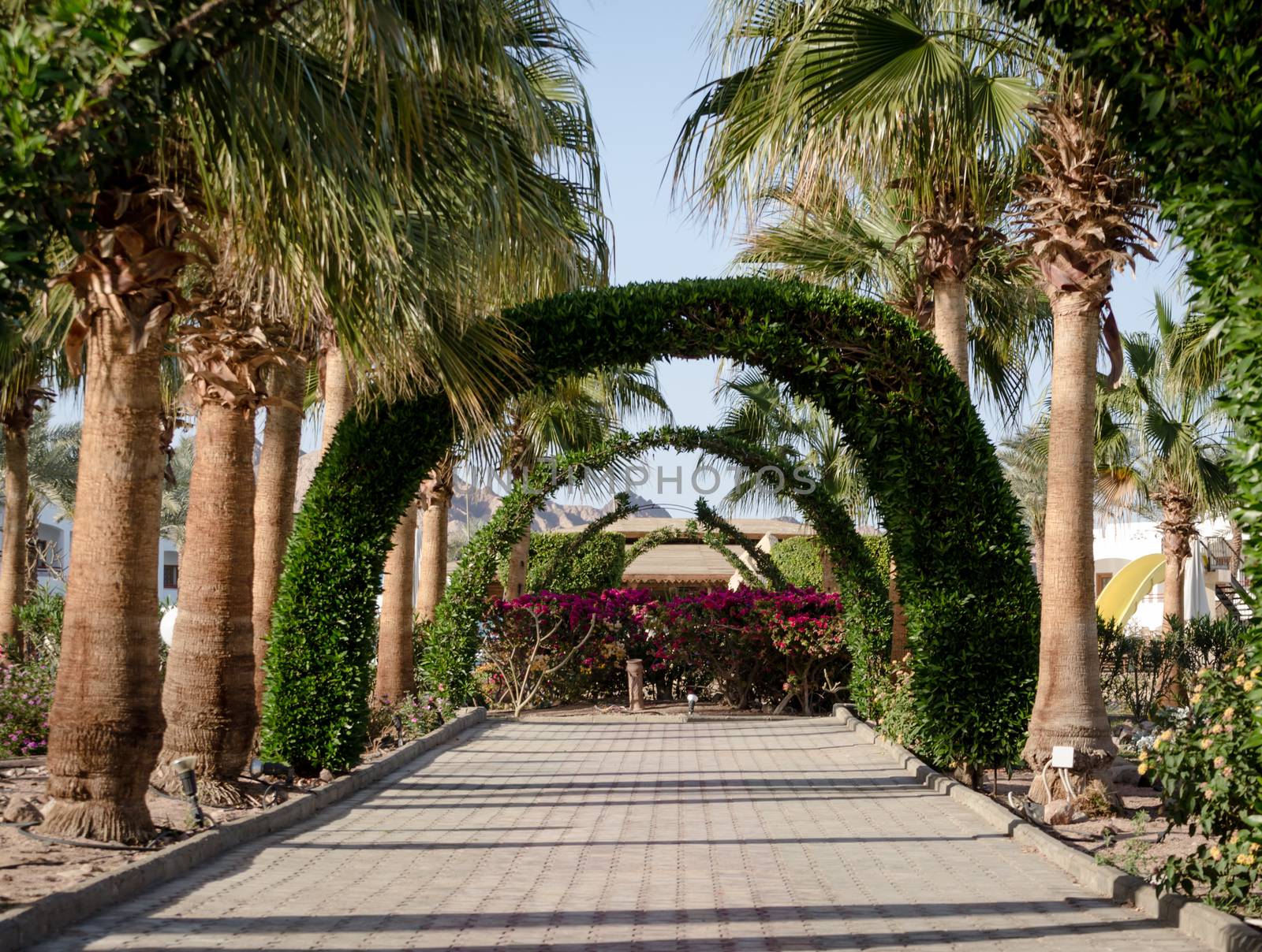 alley with an arch of plants and palm trees