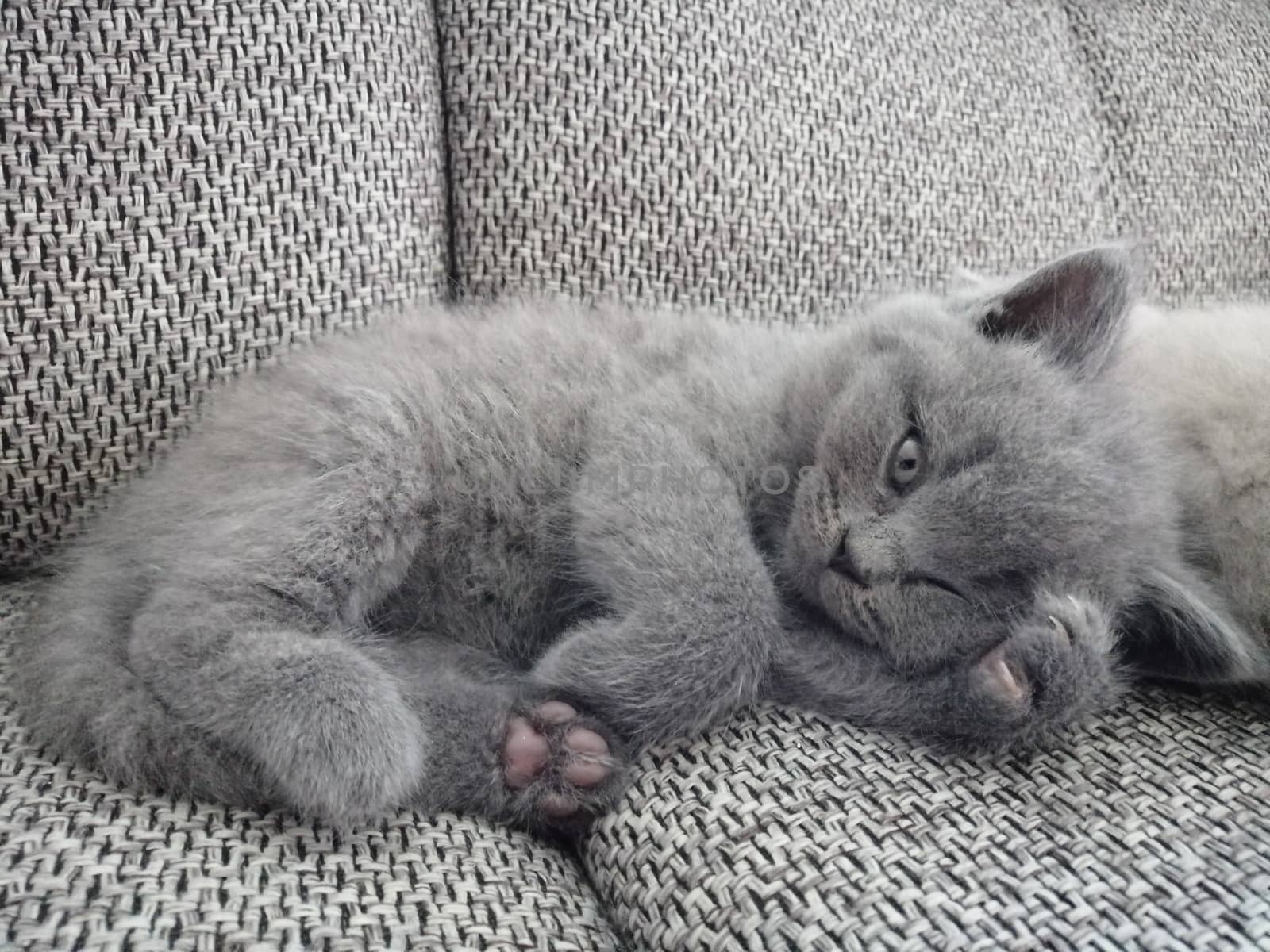 Gray fluffy kitten lies. Tabby kitten. Cat look up.