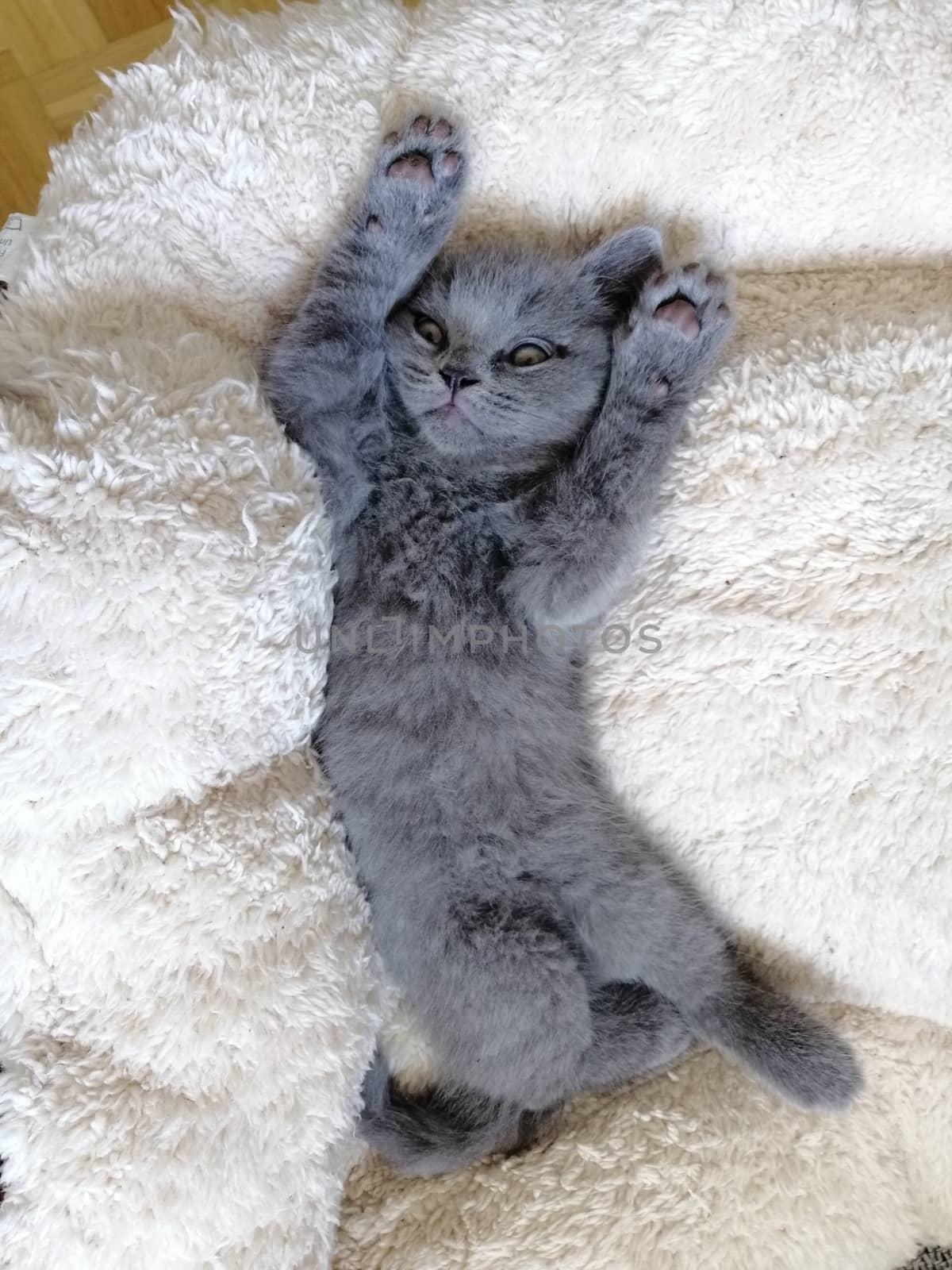 Gray fluffy kitten lies. Tabby kitten. Cat look up.