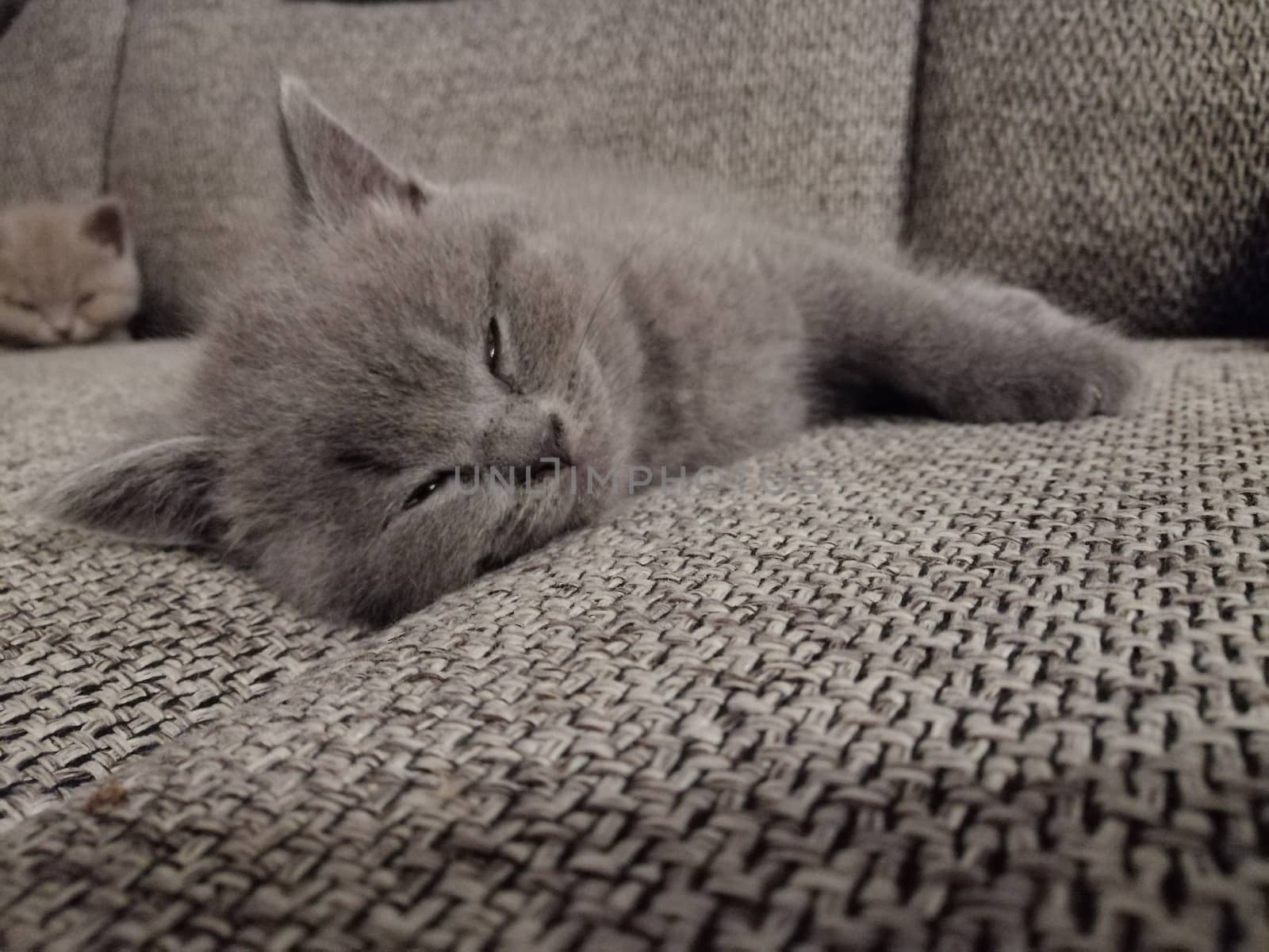 beautiful gray kitten sleeps on the sofa. by Lenkapenka