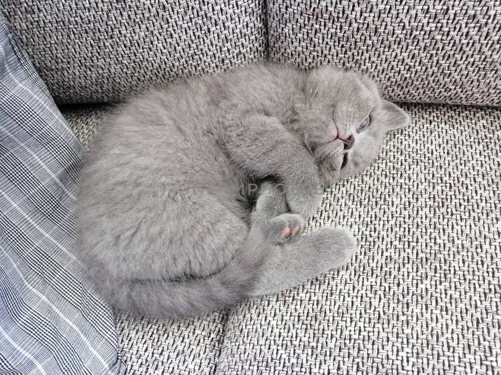 beautiful gray kitten sleeps on the sofa. by Lenkapenka