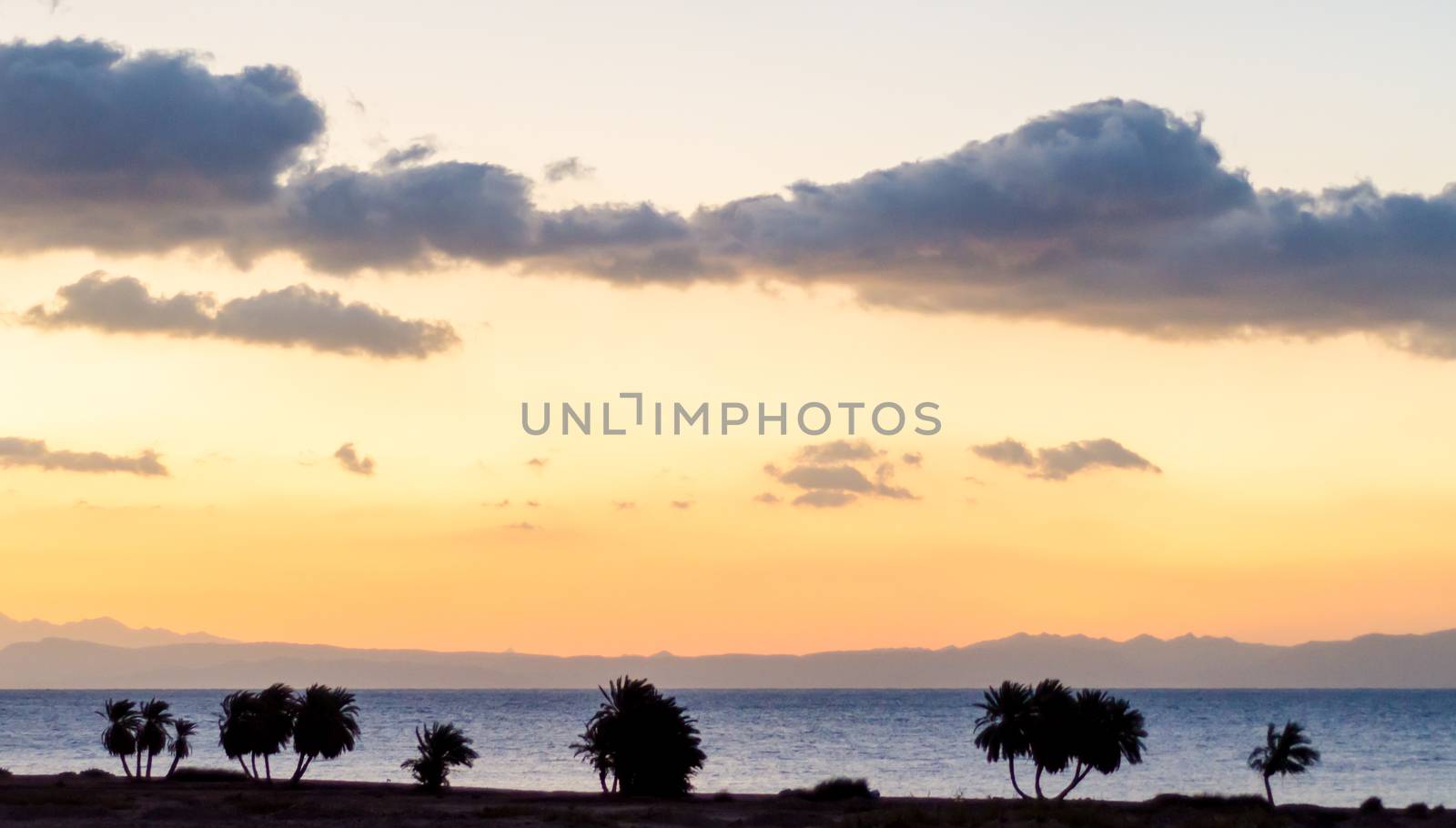 sunrise landscape Red Sea coast with a silhouette of palm trees and sky with clouds