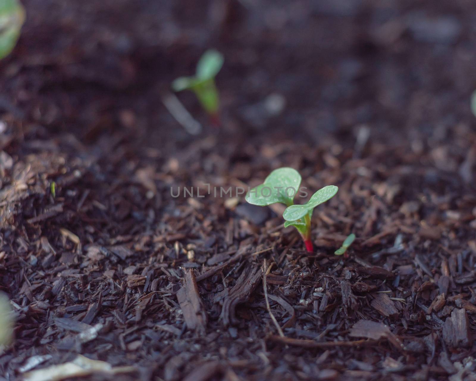 Close-up organic radish sprouts growing from the ground. Young radishes plant sprouts with water drop on garden bed soil. Agricultural background