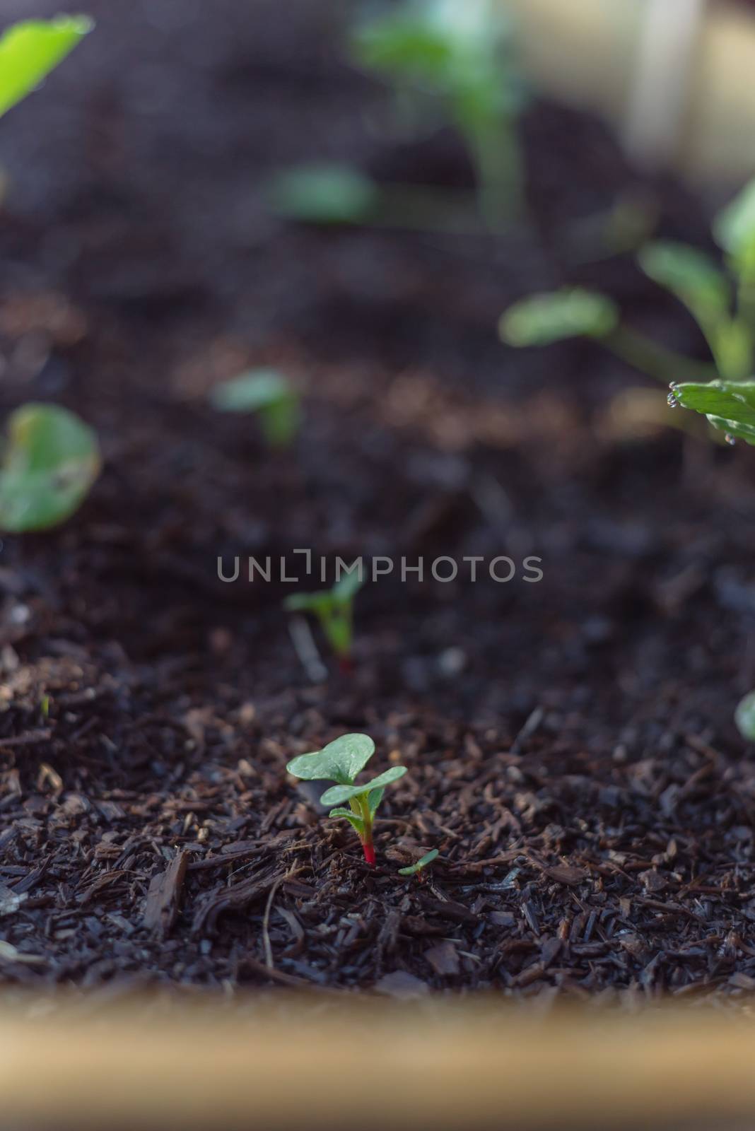 Organic radish sprouts growing on kitchen garden bed by trongnguyen