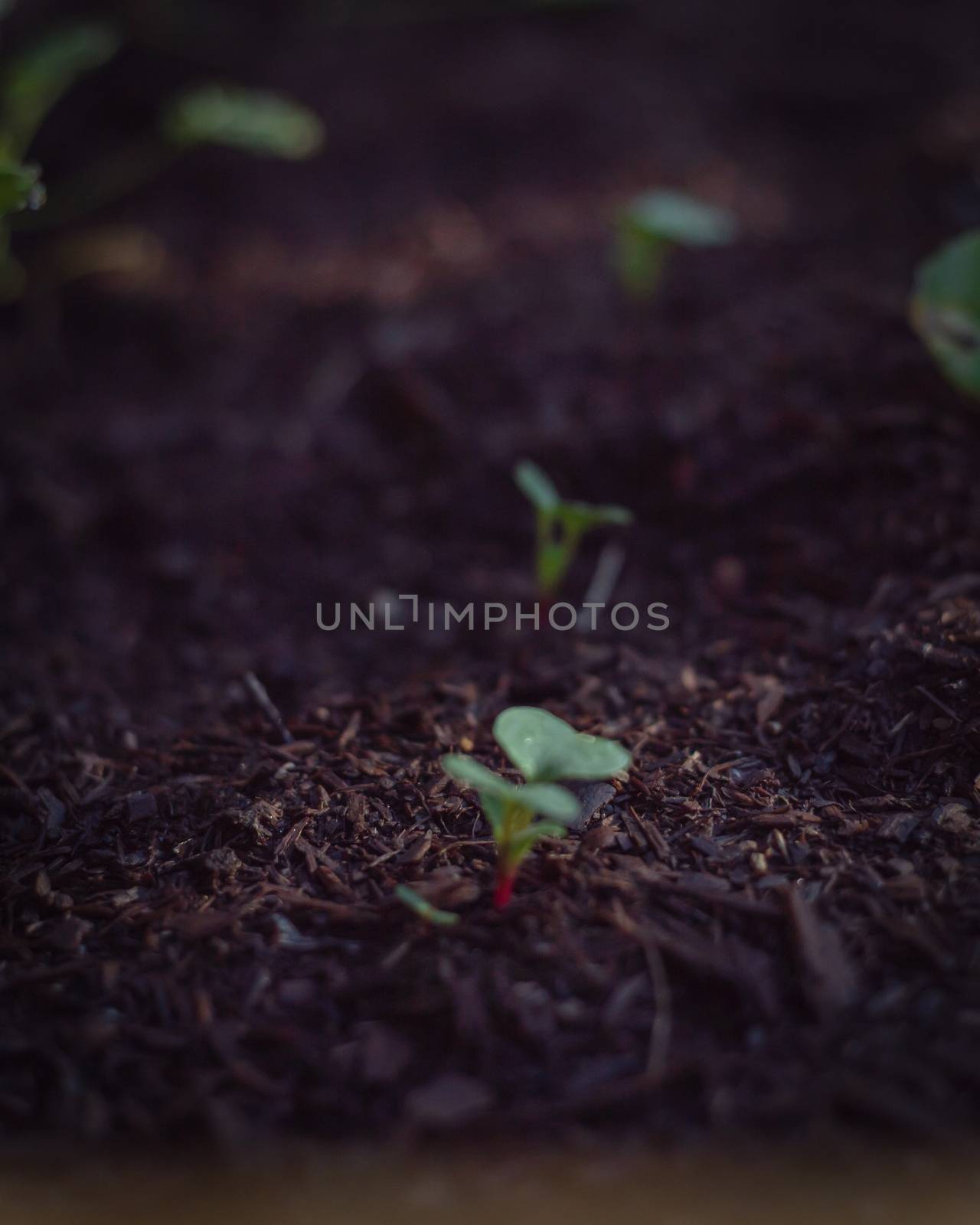 Vintage tone close-up organic radish sprouts growing from the ground. Young radishes plant sprouts with water drop on garden bed soil. Agricultural background