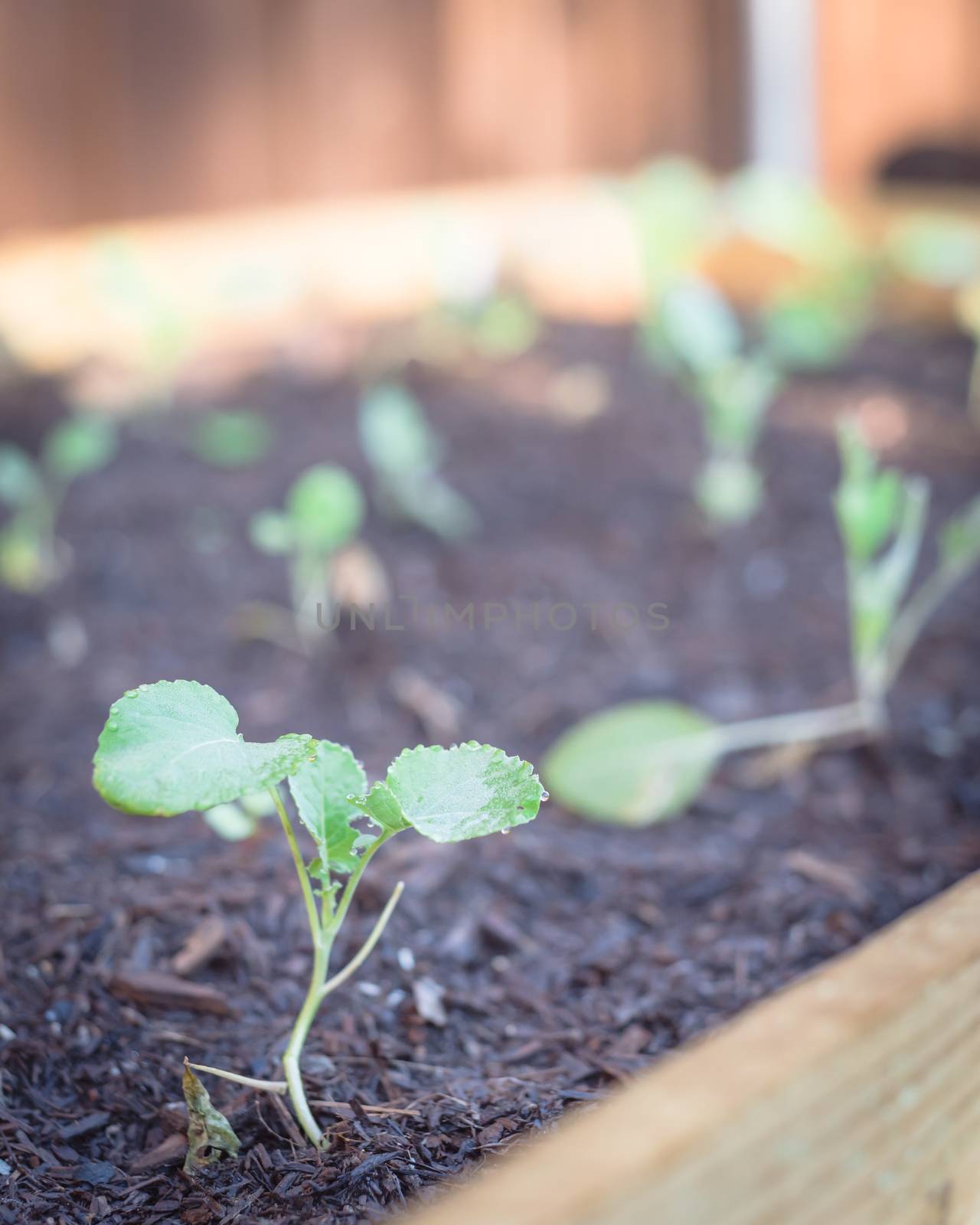 Row of organic young broccoli growing on vegetable garden. Homegrown cauliflower plant sprout with water drops on rich nutrition compost soil background.