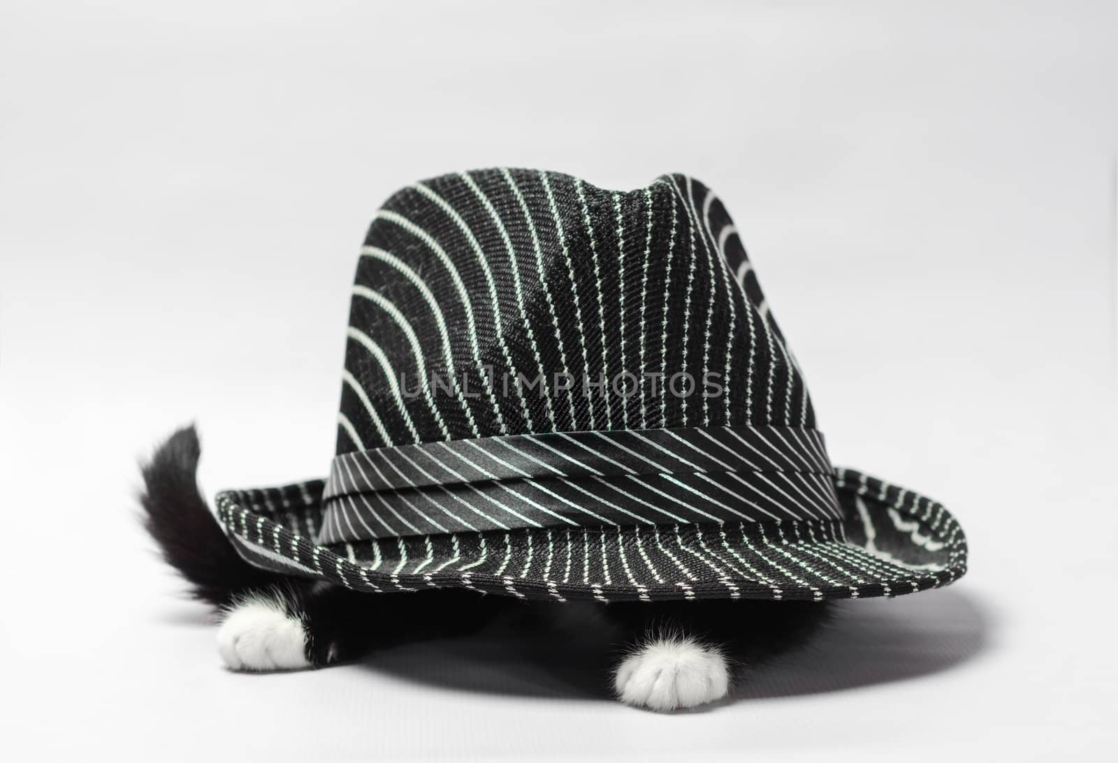 black kitten with white paws under a striped black hat