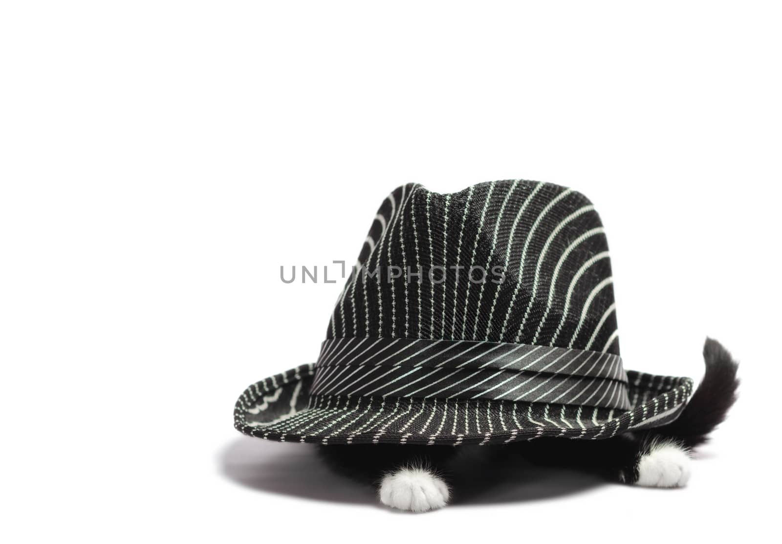 little black and white kitten is hiding under a hat on a white background in isolation close up