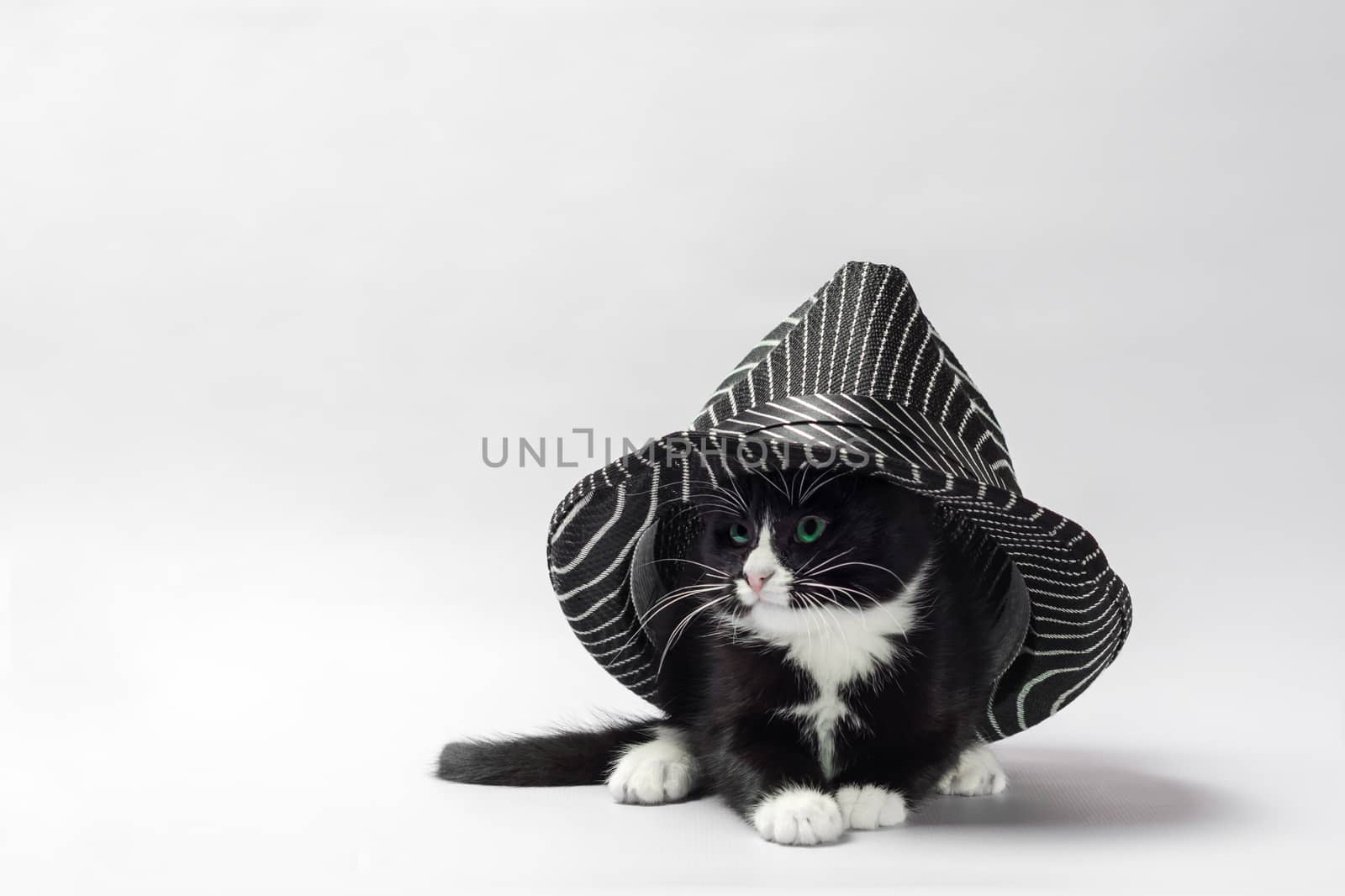 black kitten with white paws under a striped black hat