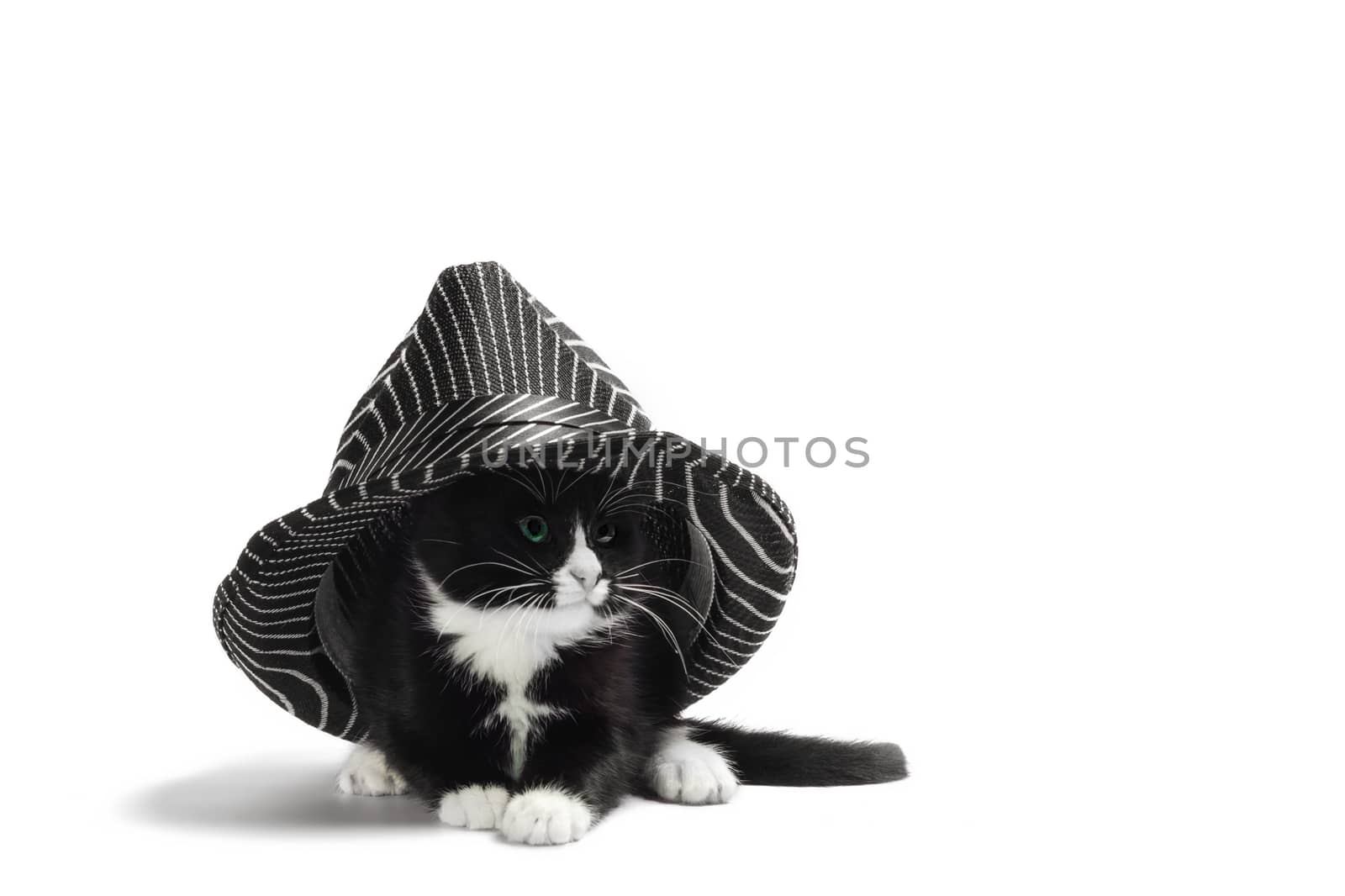 little black and white kitten is hiding under a hat on a white background in isolation close up