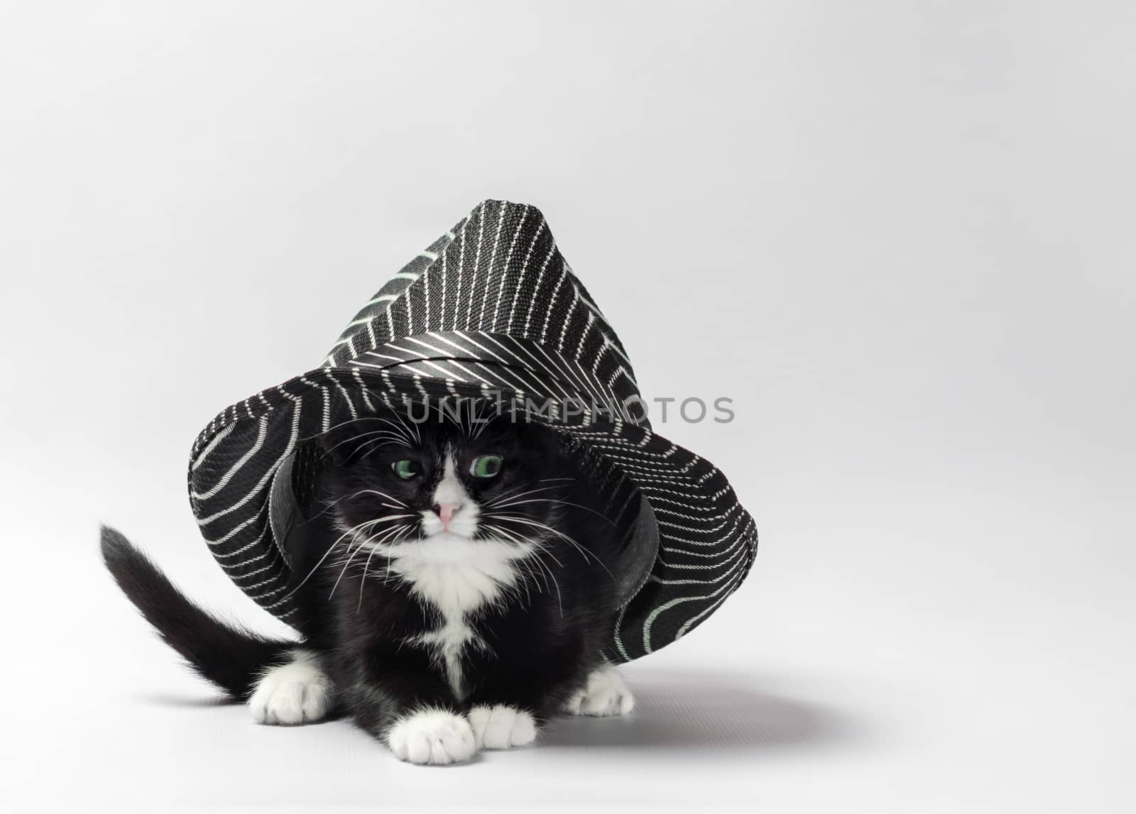 black kitten with white paws under a striped black hat