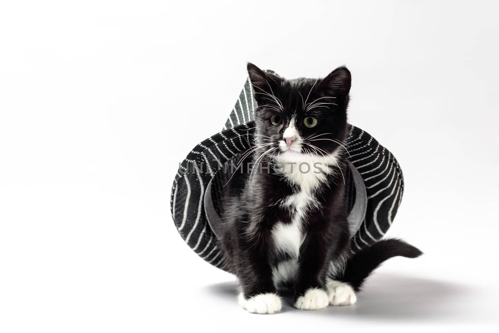 little cat kitten with white and black fur sits peeking out from under the hat