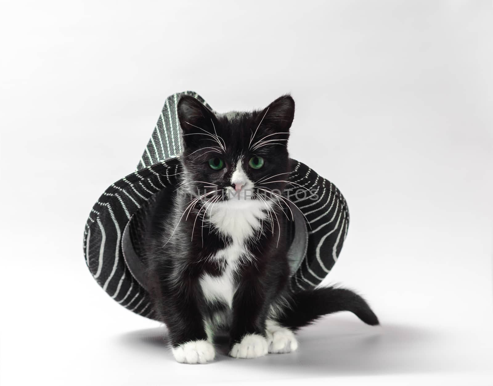 cat under hat black kitten with white paws with striped headdress