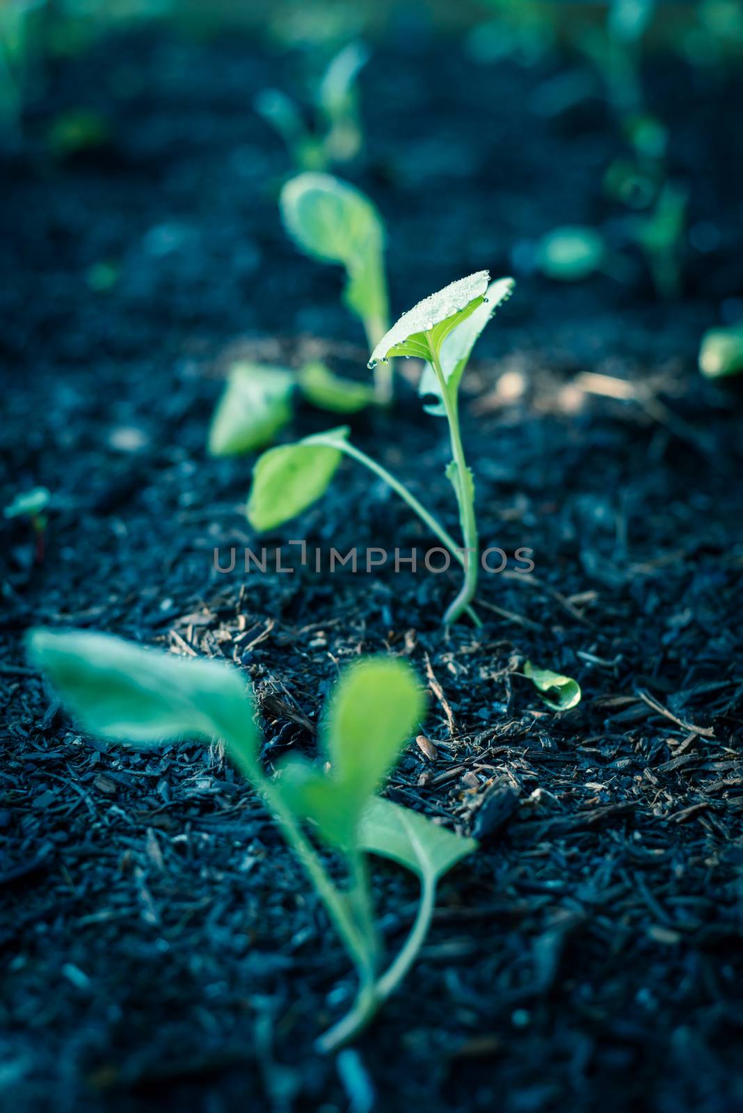 Filtered image row of young broccoli leaves with water drops growing on organic kitchen garden by trongnguyen