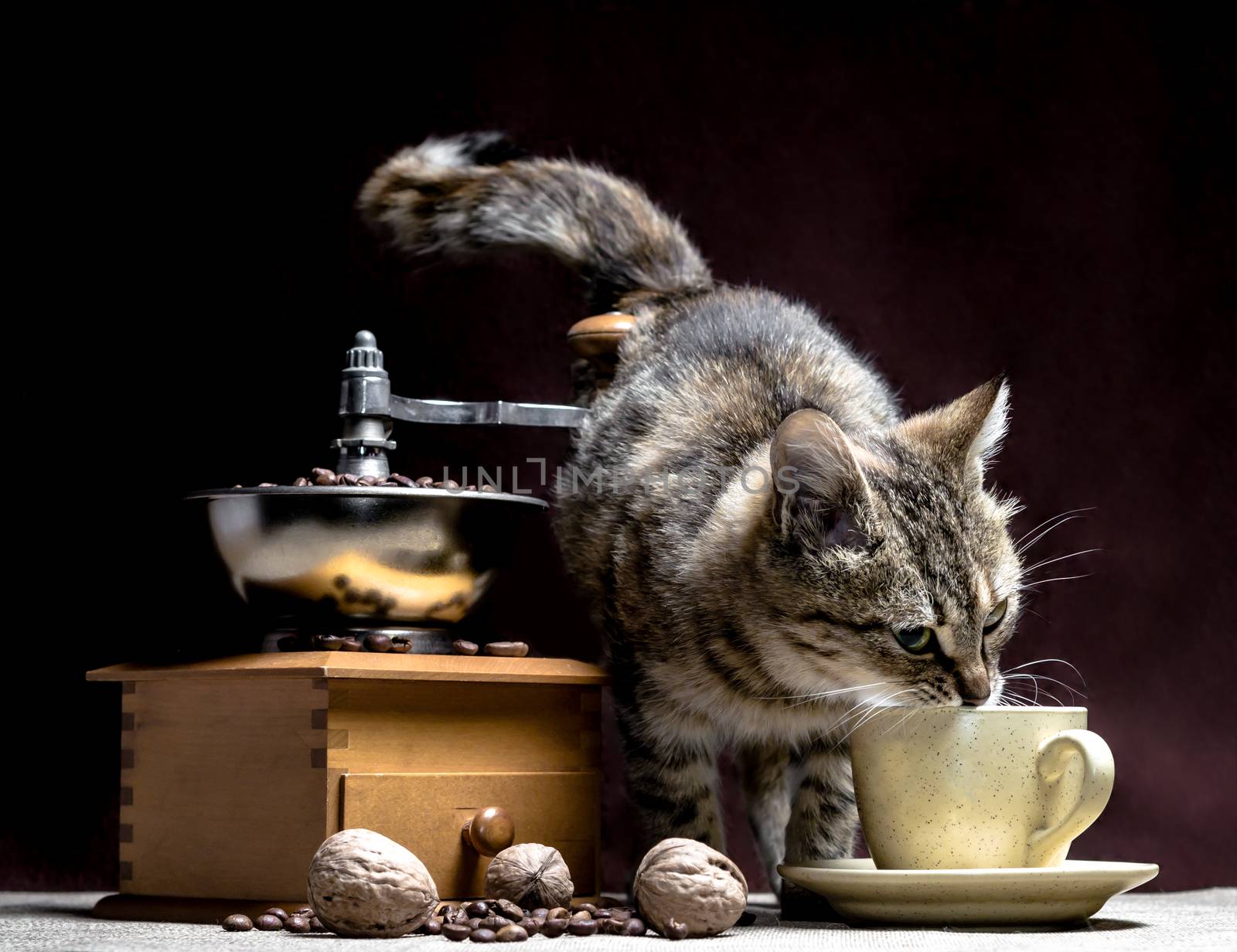 small gray kitten with a yellow coffee cup and a retro coffee grinder with coffee grains and walnuts