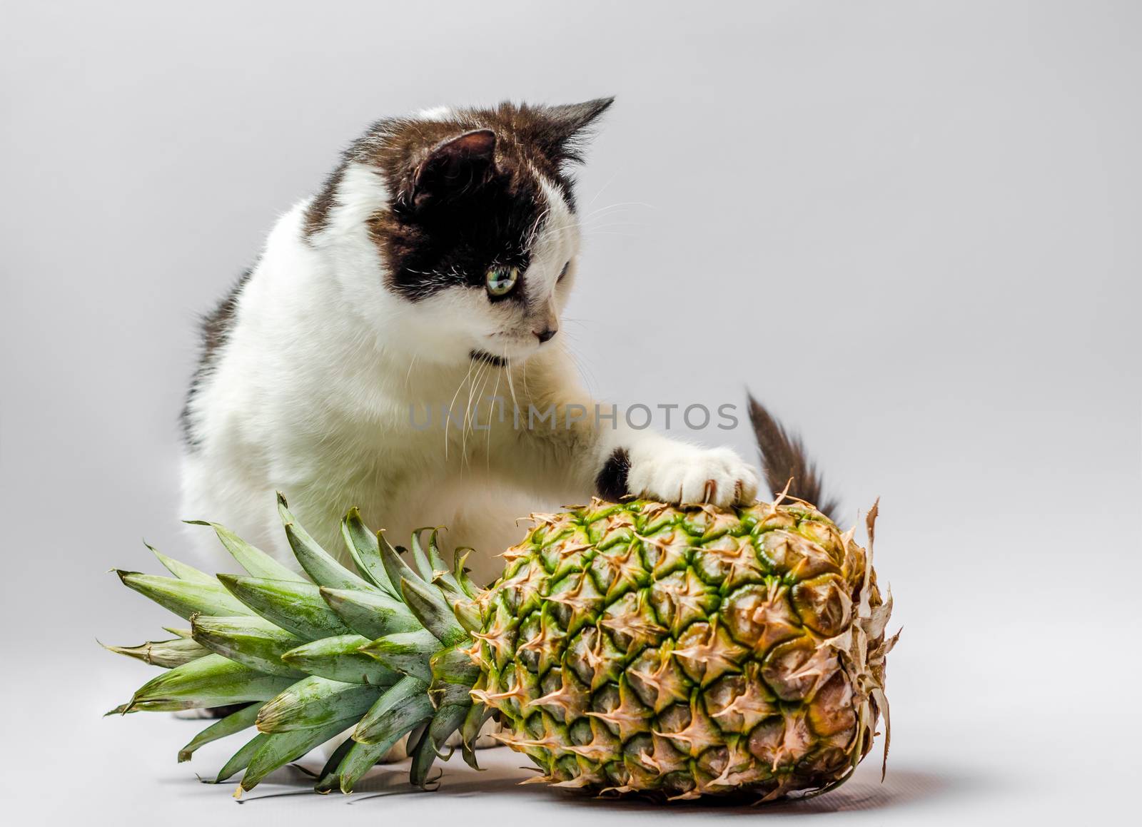 little kitty with black and white fur and green eyes with pineapple