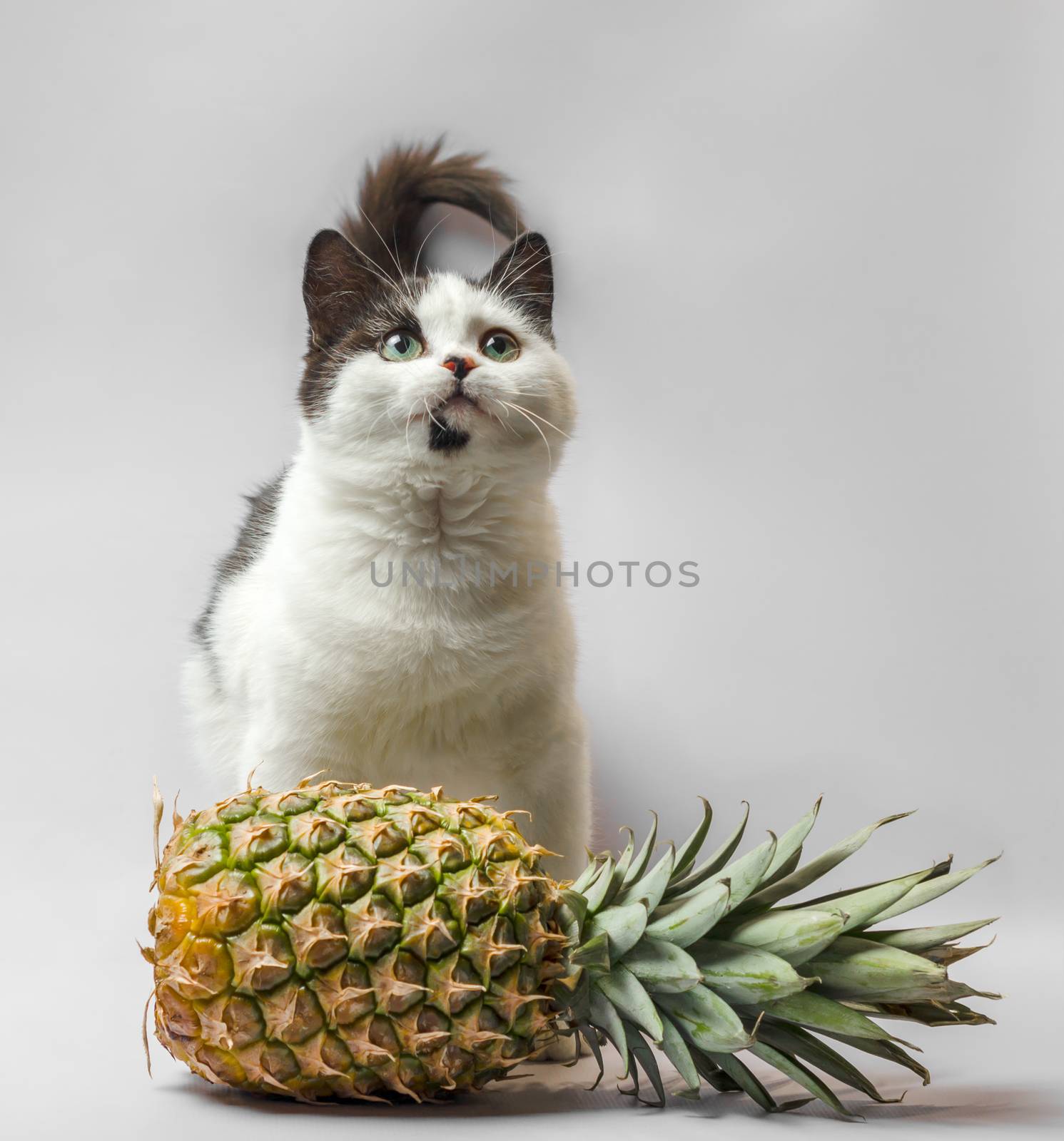 little kitty with black and white fur and green eyes with pineapple