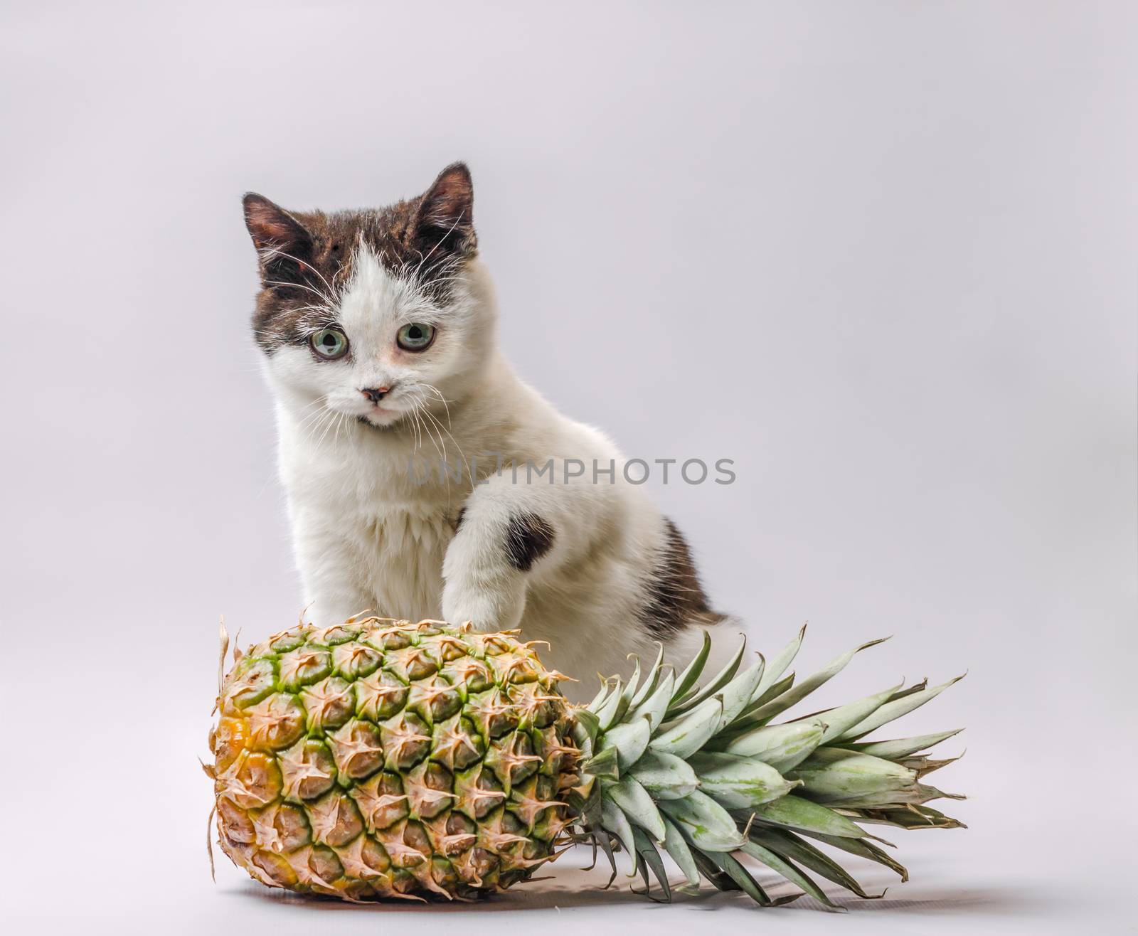 little kitty with black and white fur and green eyes with pineapple