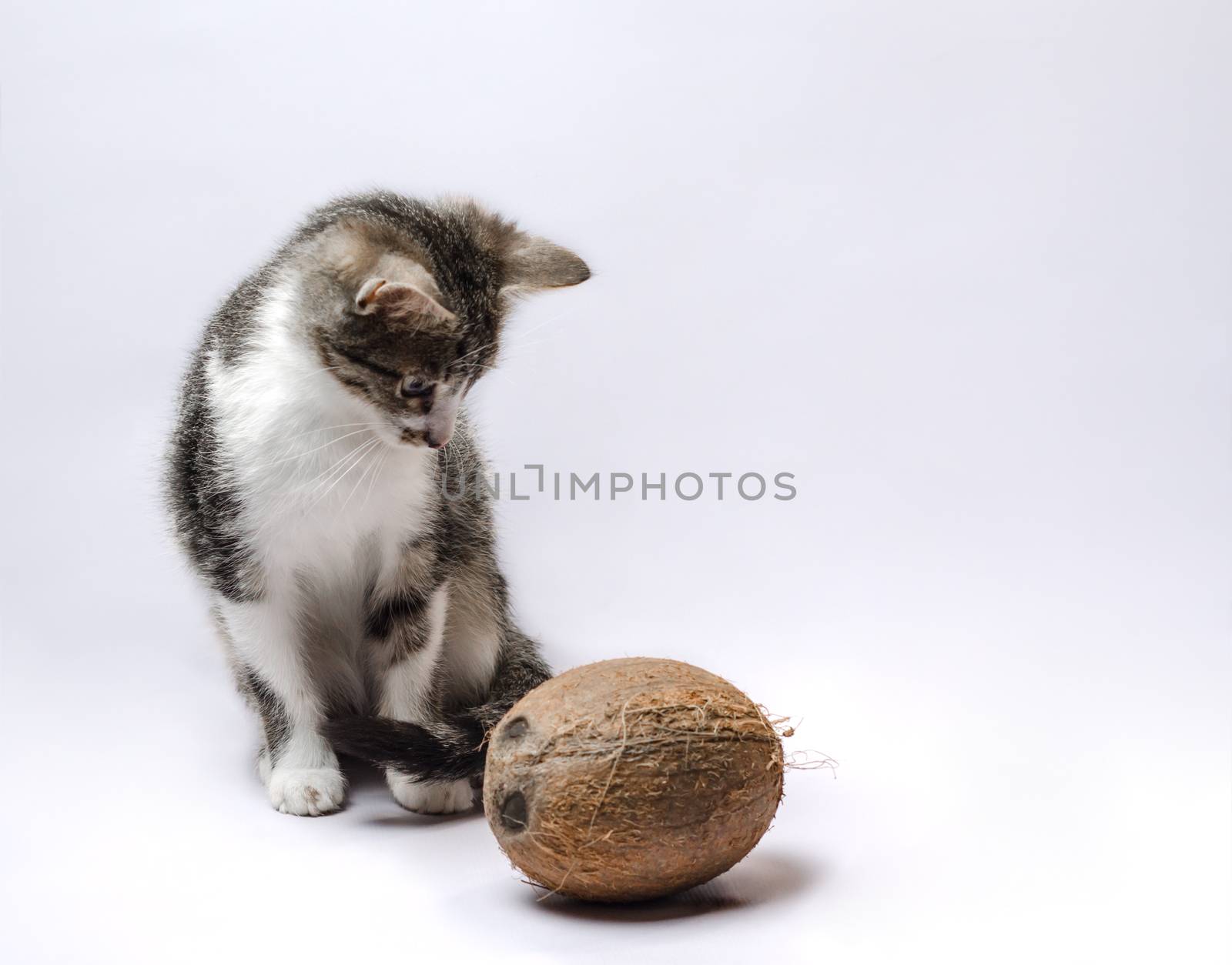 gray kitten with coconut on a light background