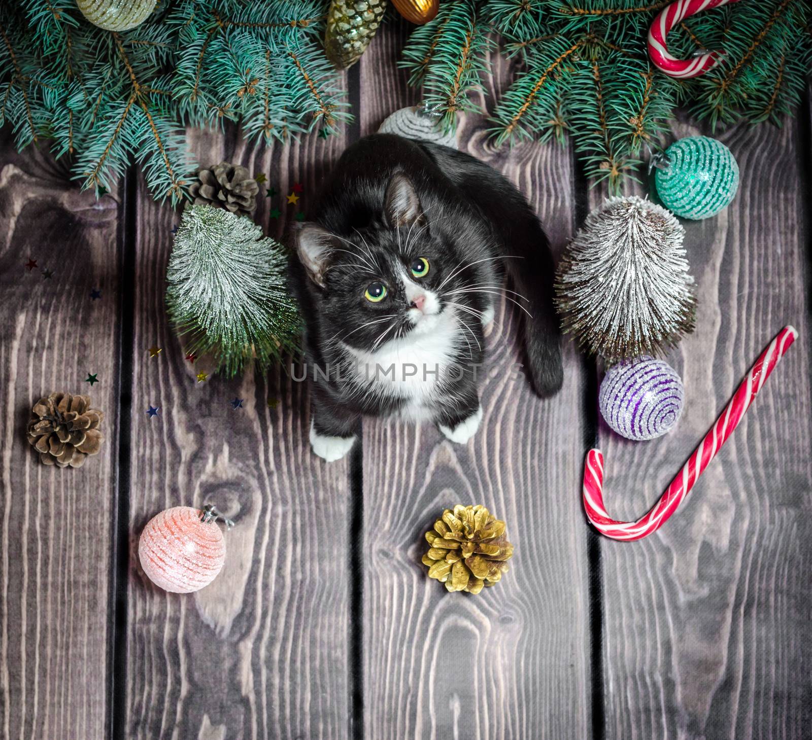 New year flat lay
black and white cat on a wooden floor with Christmas decorations and green fir branches