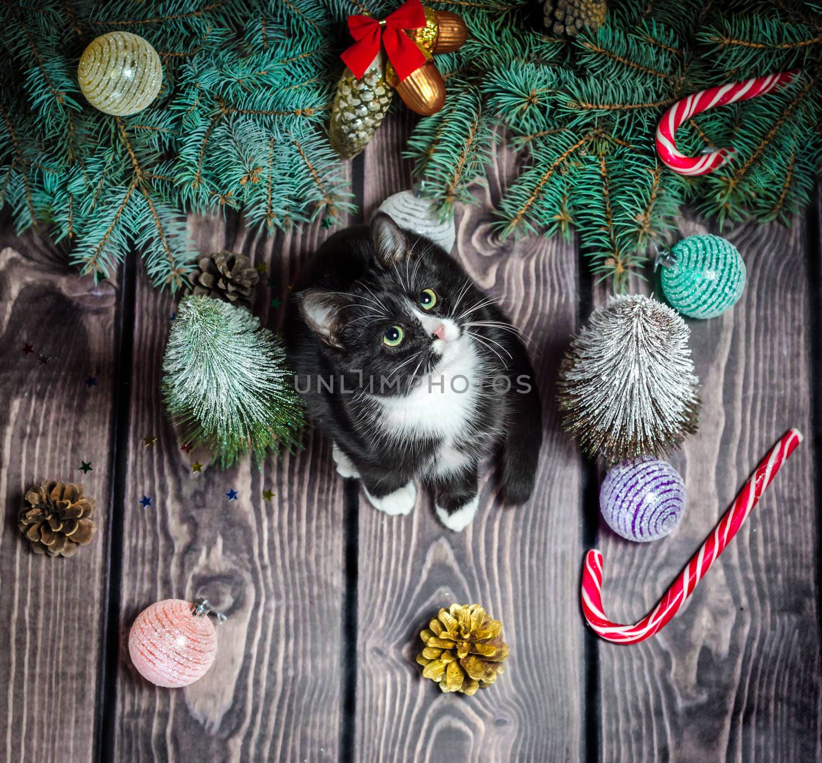 New year flat lay
black and white cat on a wooden floor with Christmas decorations and green fir branches