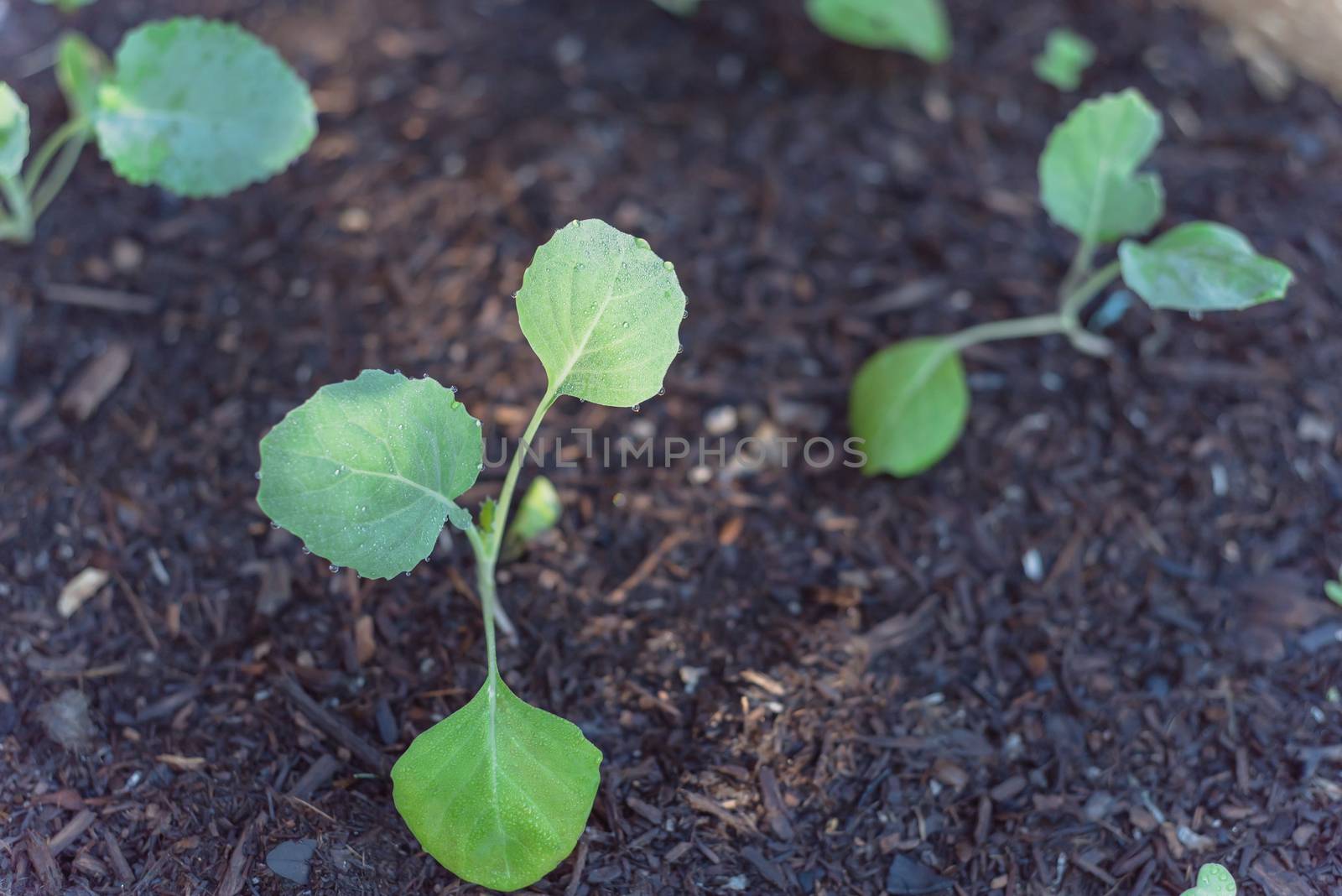 Close-up organic young broccoli growing on vegetable garden. Homegrown cauliflower plant sprout with water drops on rich nutrition compost soil background.