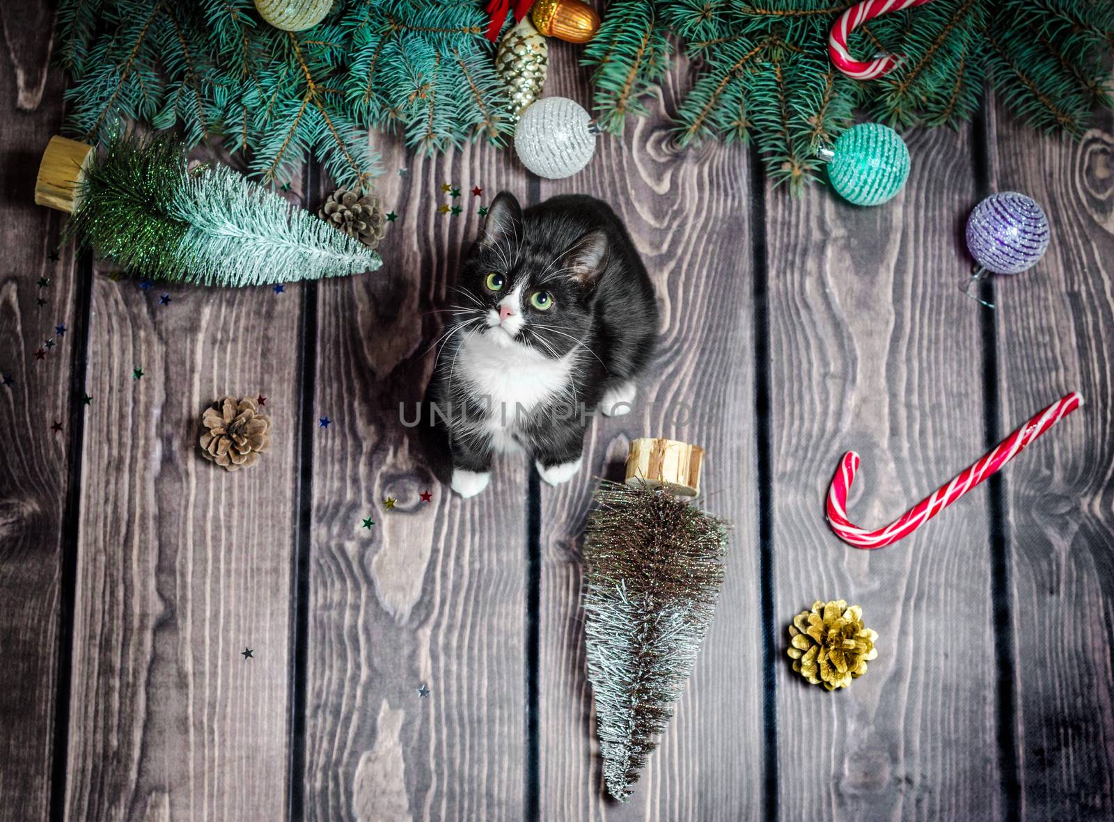 New year flat lay
black and white cat on a wooden floor with Christmas decorations and green fir branches