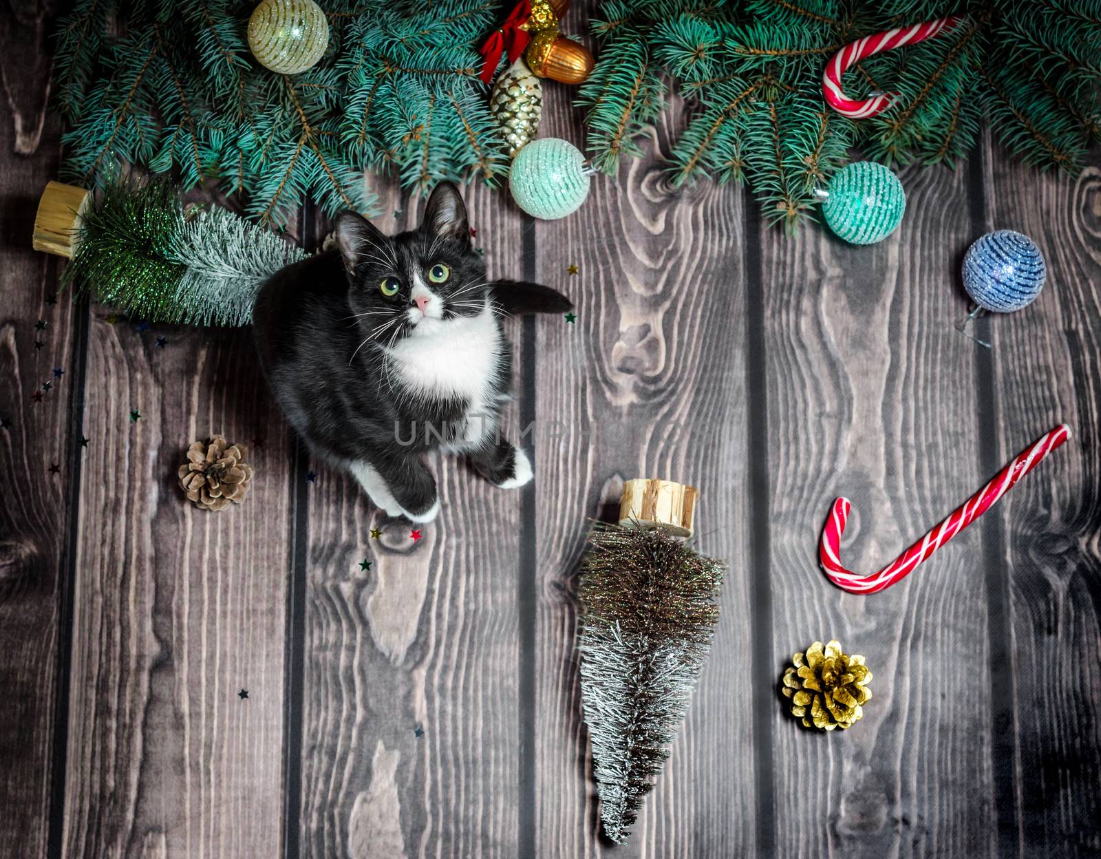 New year flat lay
black and white cat on a wooden floor with Christmas decorations and green fir branches