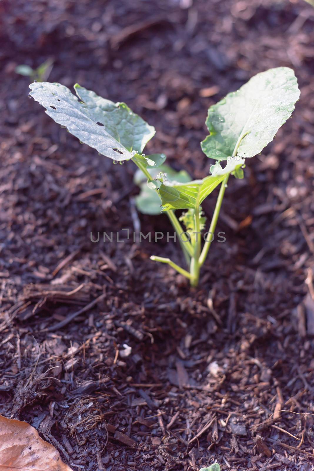 Close-up top young broccoli plant with water drops growing on organic kitchen garden by trongnguyen