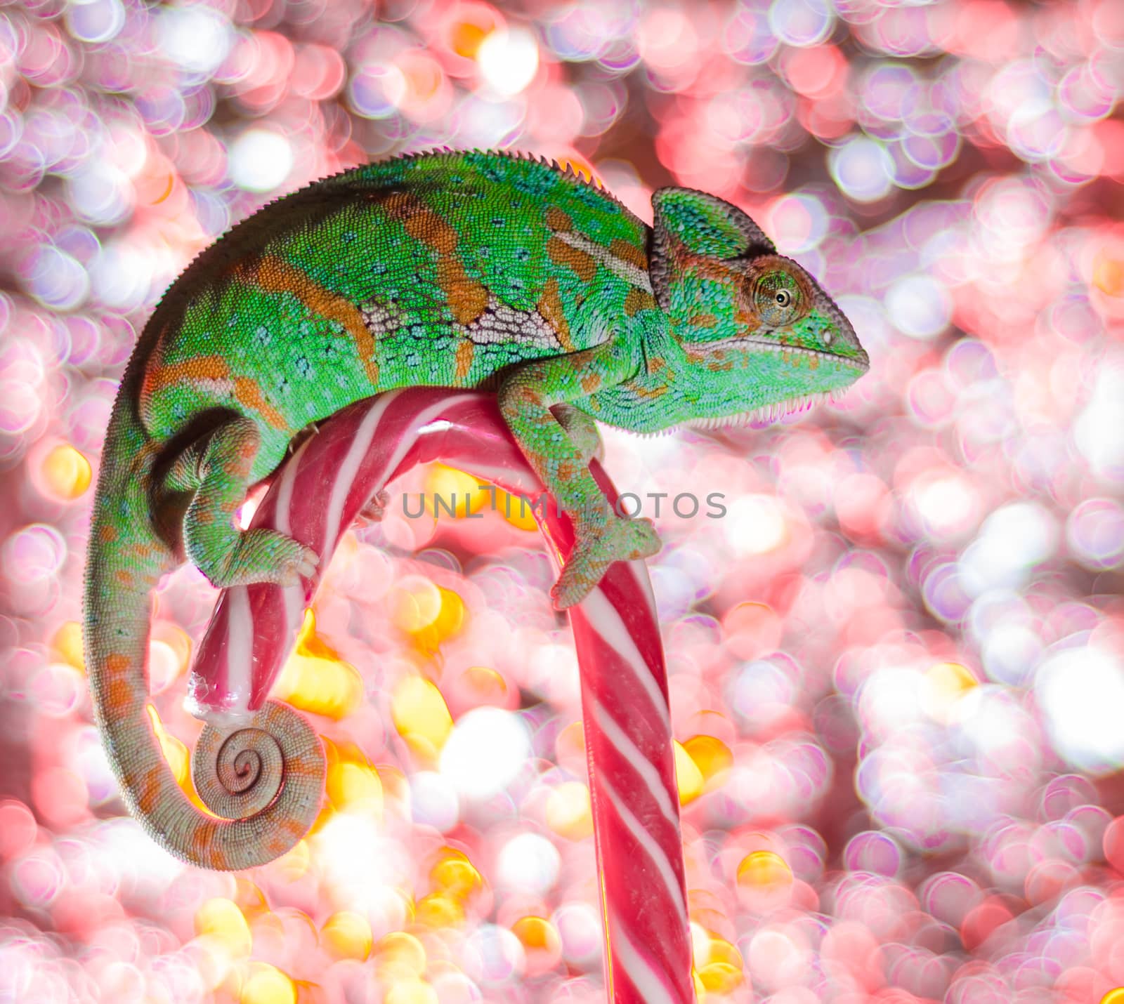 green chameleon sits on candy canes close up