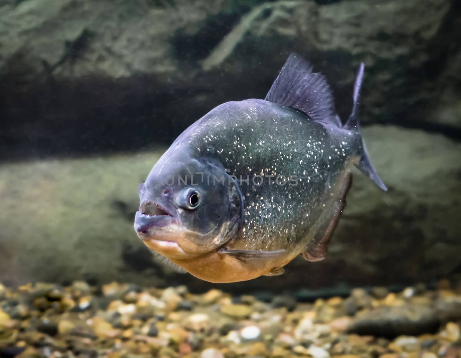 piranha fish swims in the water close up