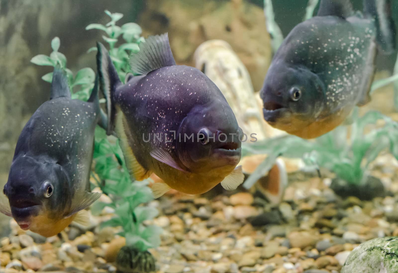 three piranha fish swim in the water close up
