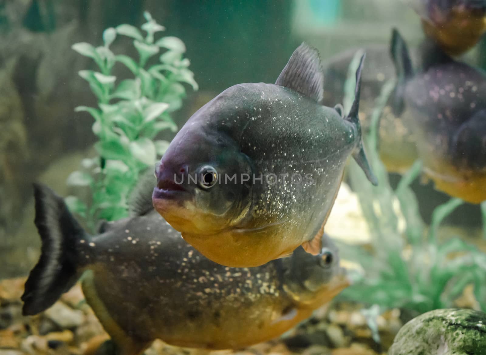 piranha fish swims in the water in an aquarium close up