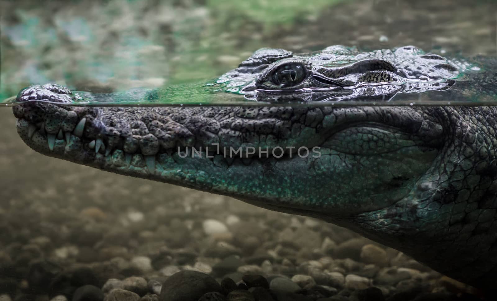 head of a large crocodile alligator in the water close up