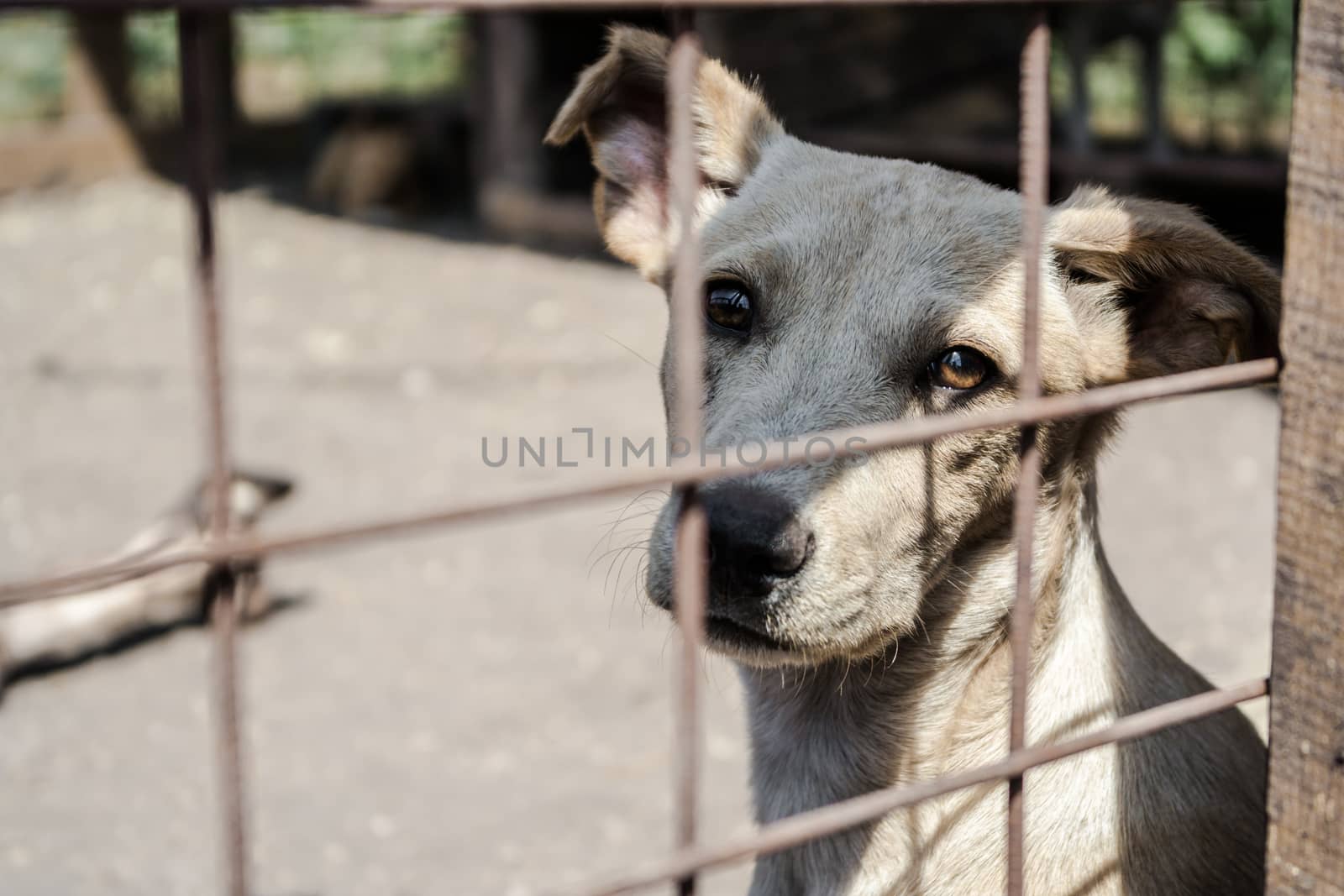 mongrel dog with sad eyes sitting in a cage
