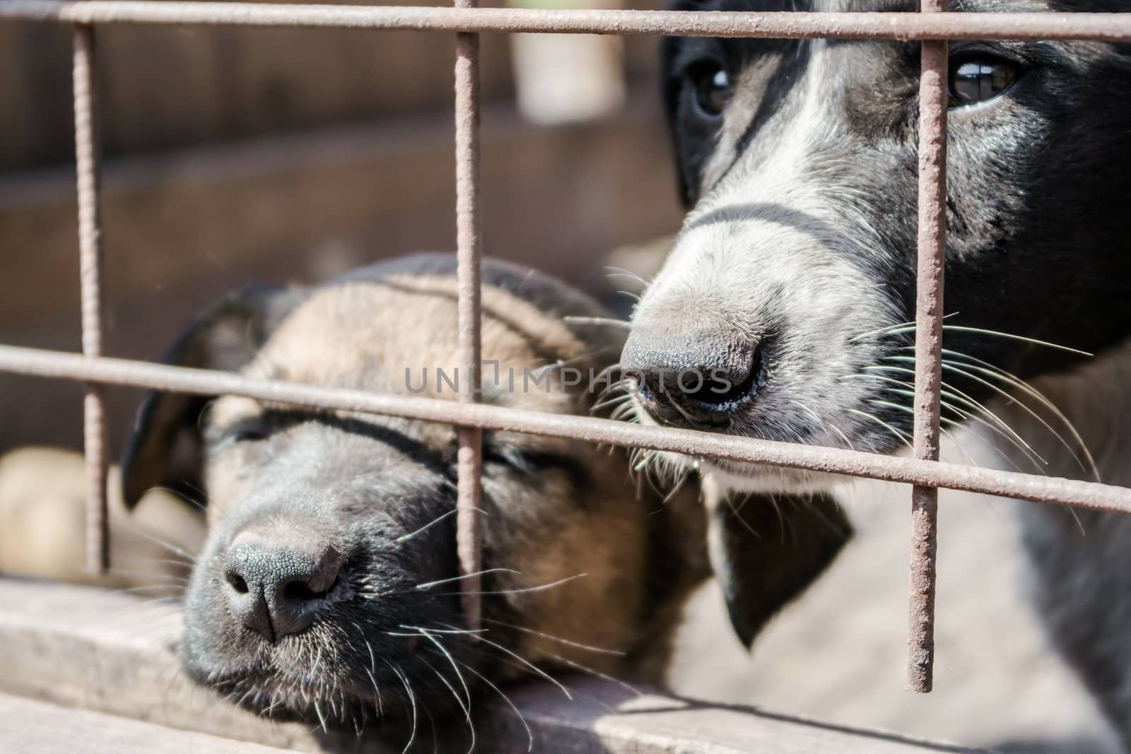 mongrel dog with sad eyes and a puppy mongrels peeking out of the cage