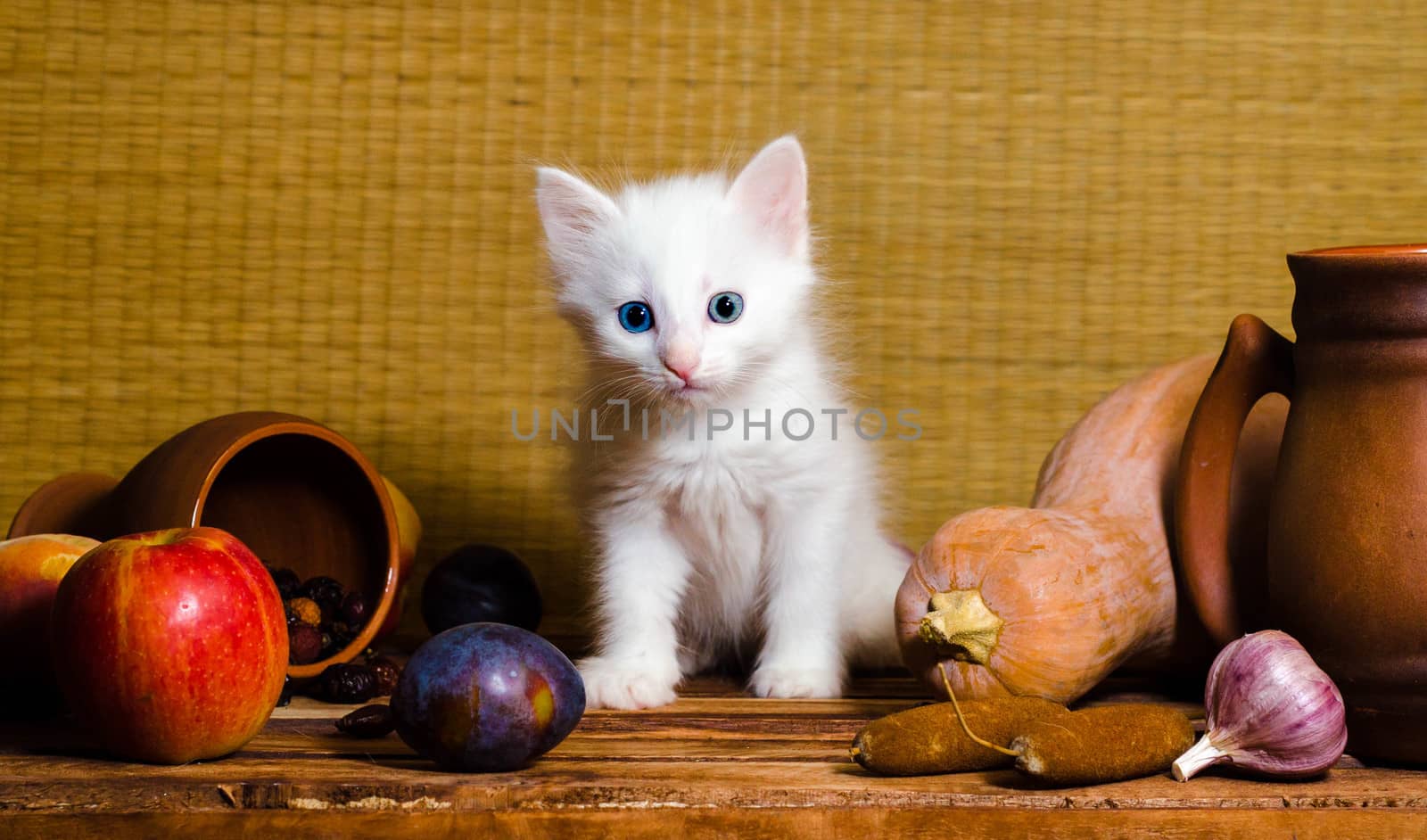 autumn still life white blue-eyed fluffy kitten sitting on a wooden table in the clipping of vegetables fruits and clay mugs