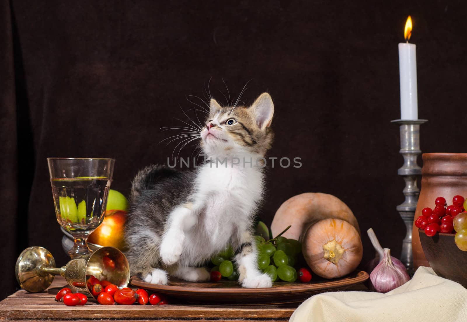 still life tabby kitten sitting and playing in a clay plate on a dark background