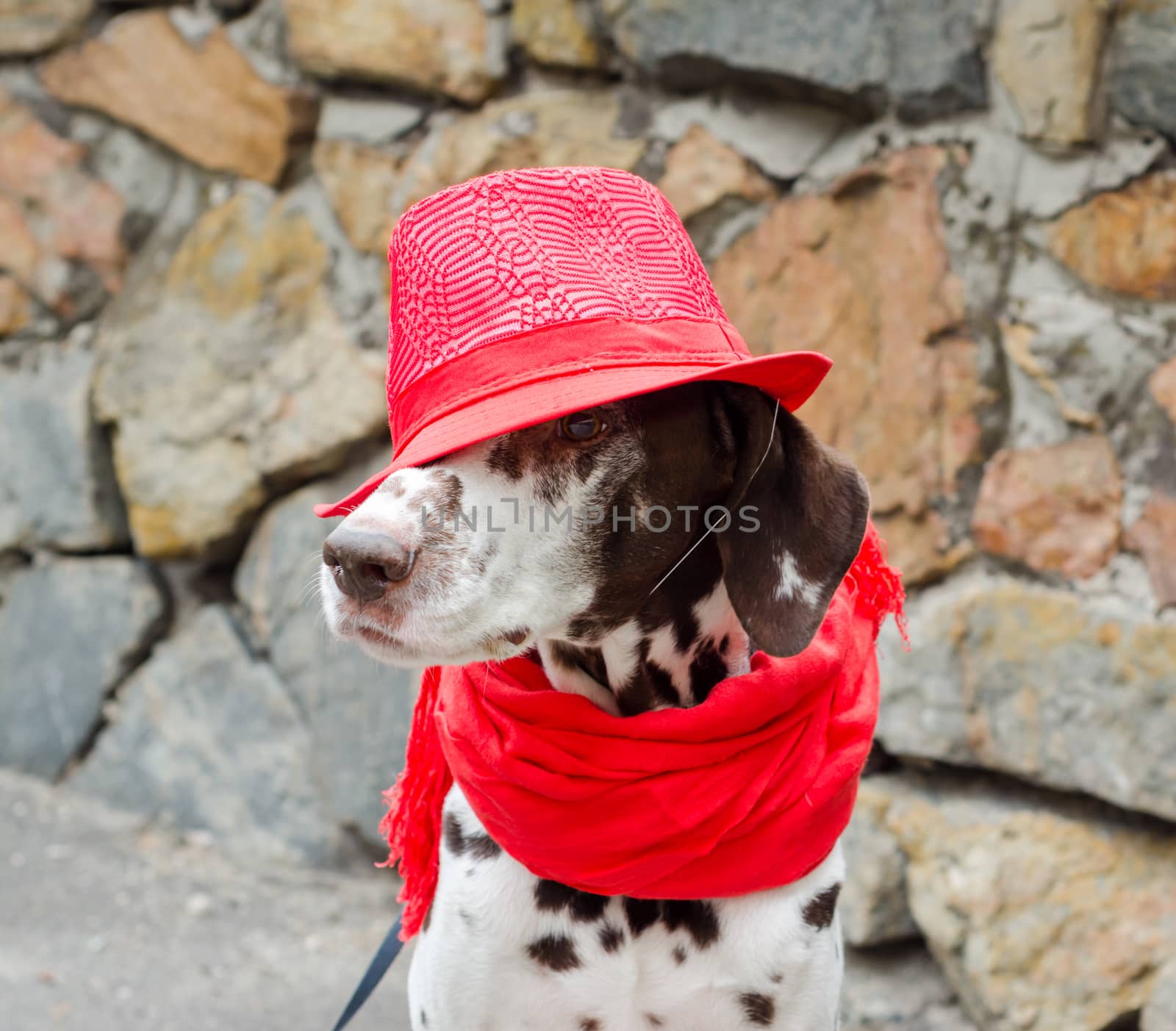 spotted Dalmatian dog in a red hat and a scarf with tassels sits on the background of a wall of decorative stone