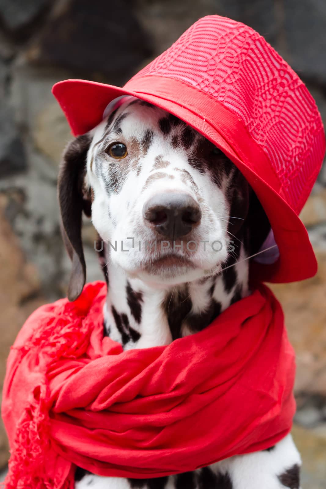 spotted Dalmatian dog in a red hat and a scarf with tassels sits on the background of a wall of decorative stone