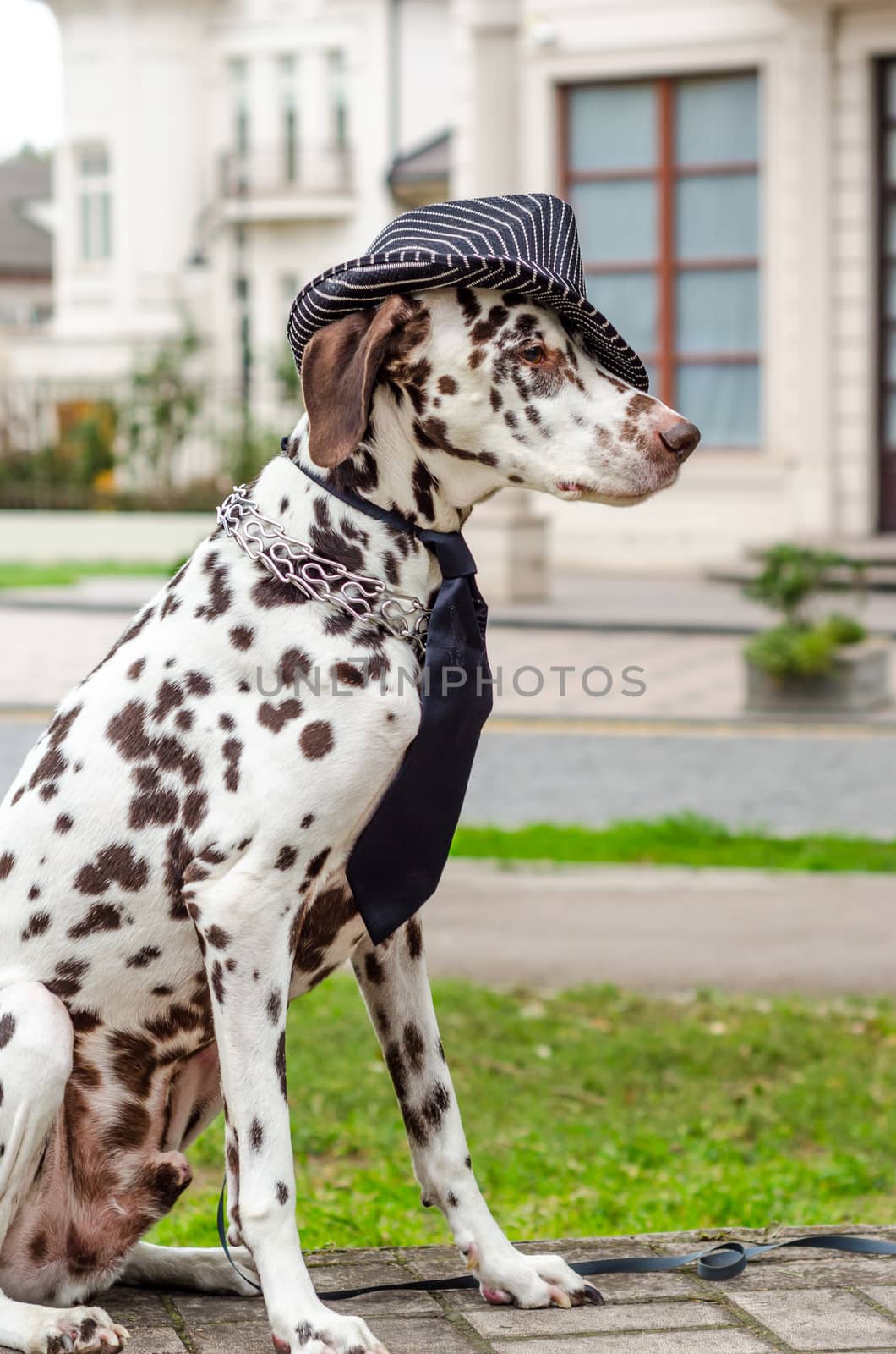 spotted Dalmatian dog in a striped hat and tie against the background of the building